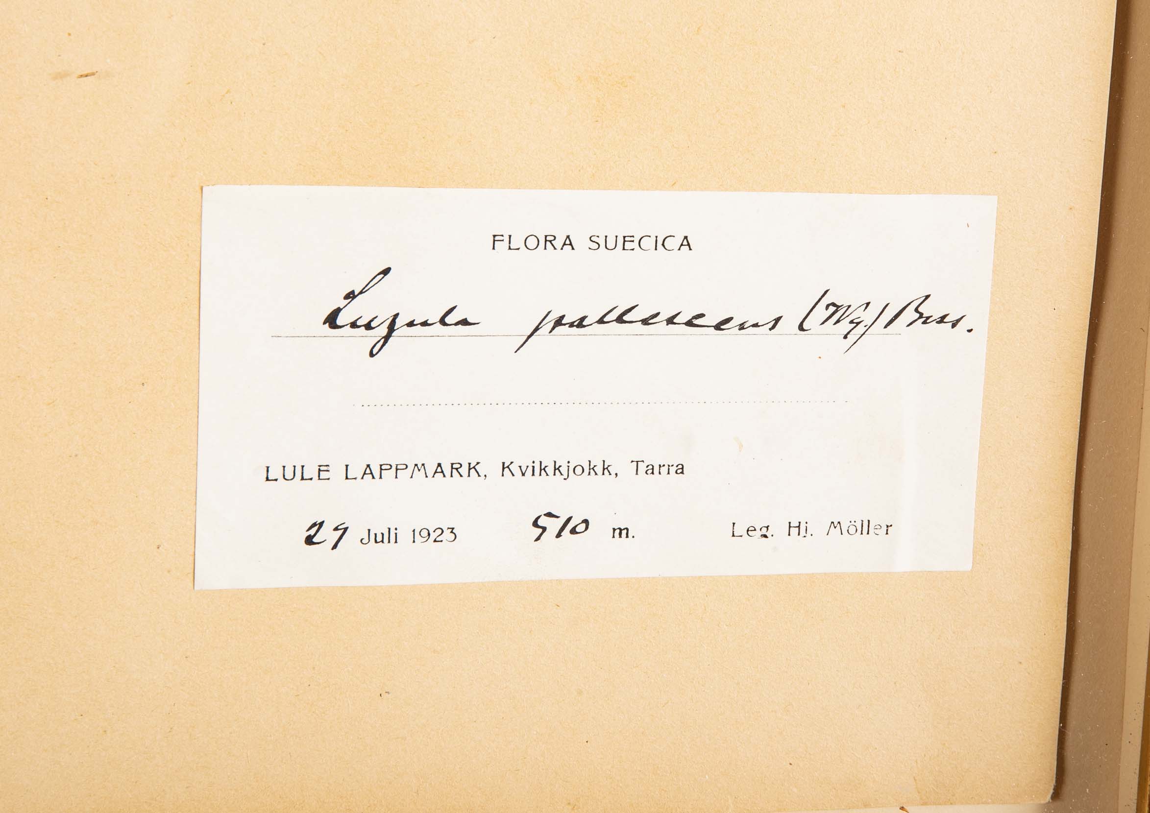 "A Collection of Dried British Grass Specimens" by W. Curtis & W. Salisbury