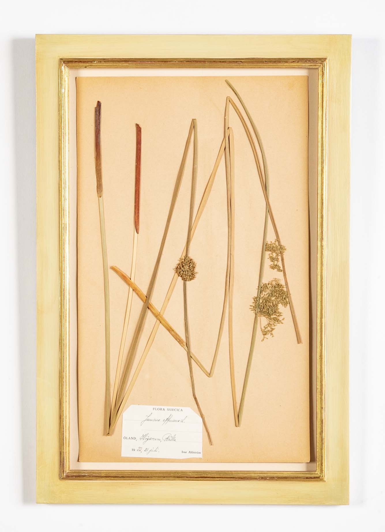 "A Collection of Dried British Grass Specimens" by W. Curtis & W. Salisbury