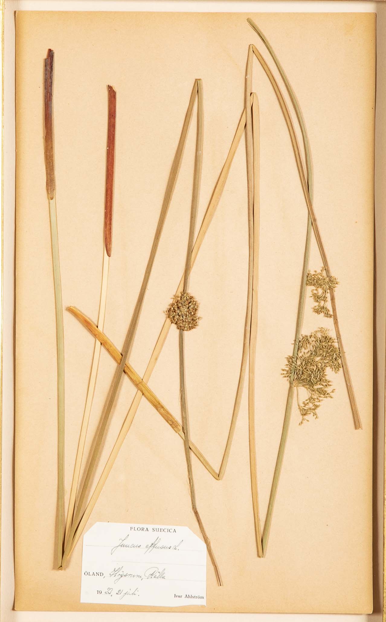 "A Collection of Dried British Grass Specimens" by W. Curtis & W. Salisbury