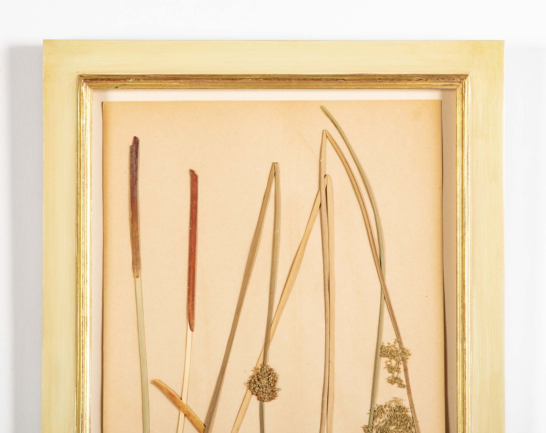 "A Collection of Dried British Grass Specimens" by W. Curtis & W. Salisbury