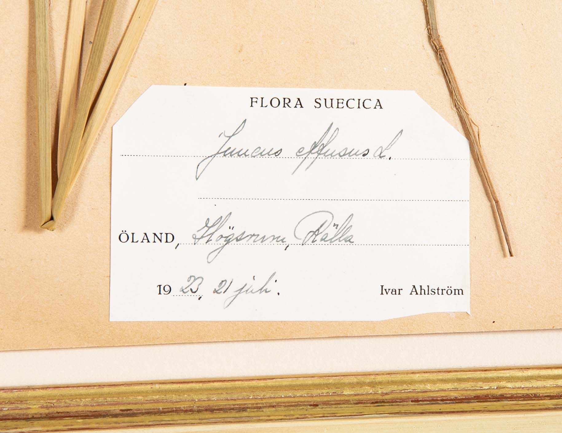 "A Collection of Dried British Grass Specimens" by W. Curtis & W. Salisbury