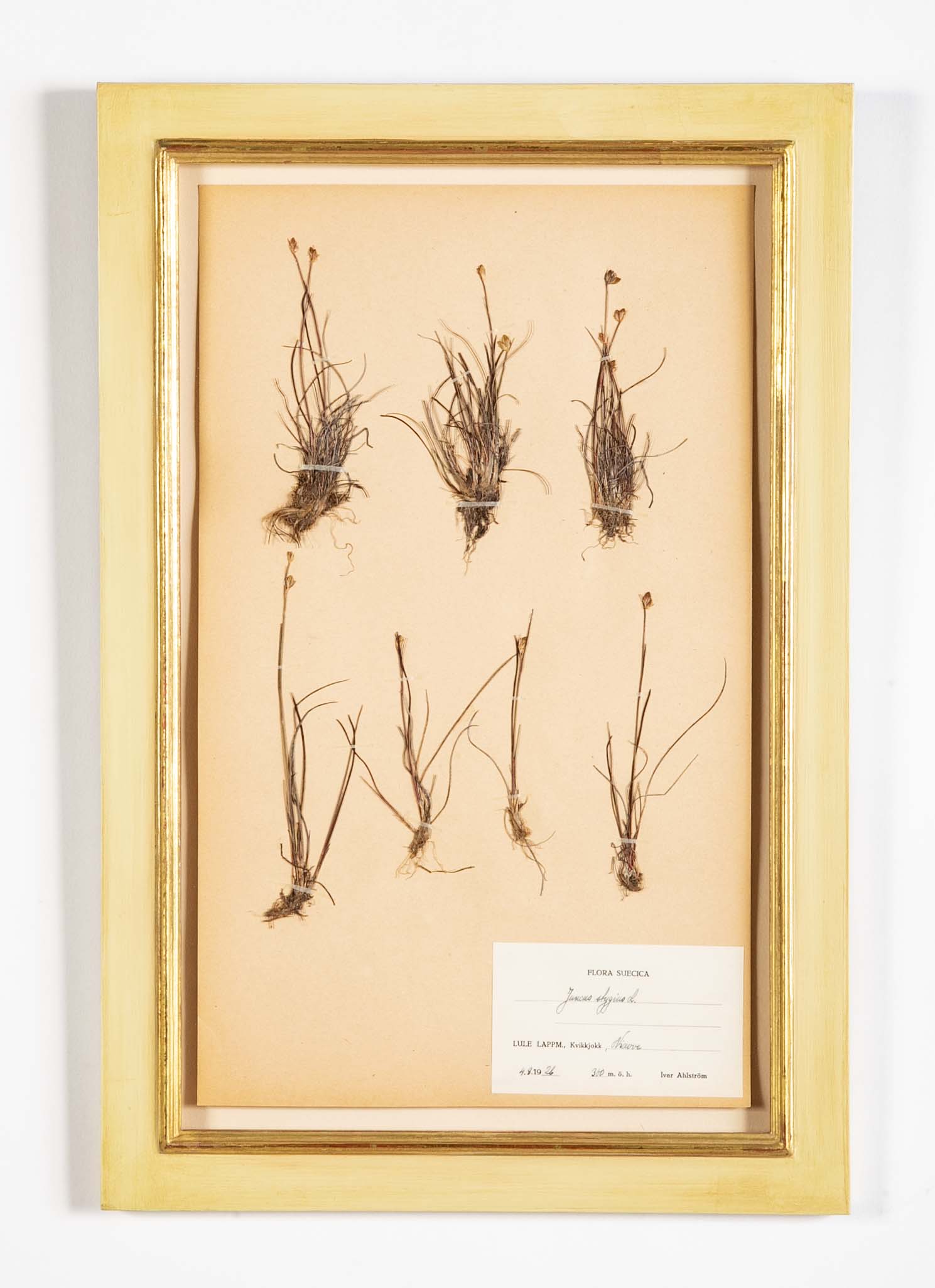 "A Collection of Dried British Grass Specimens" by W. Curtis & W. Salisbury