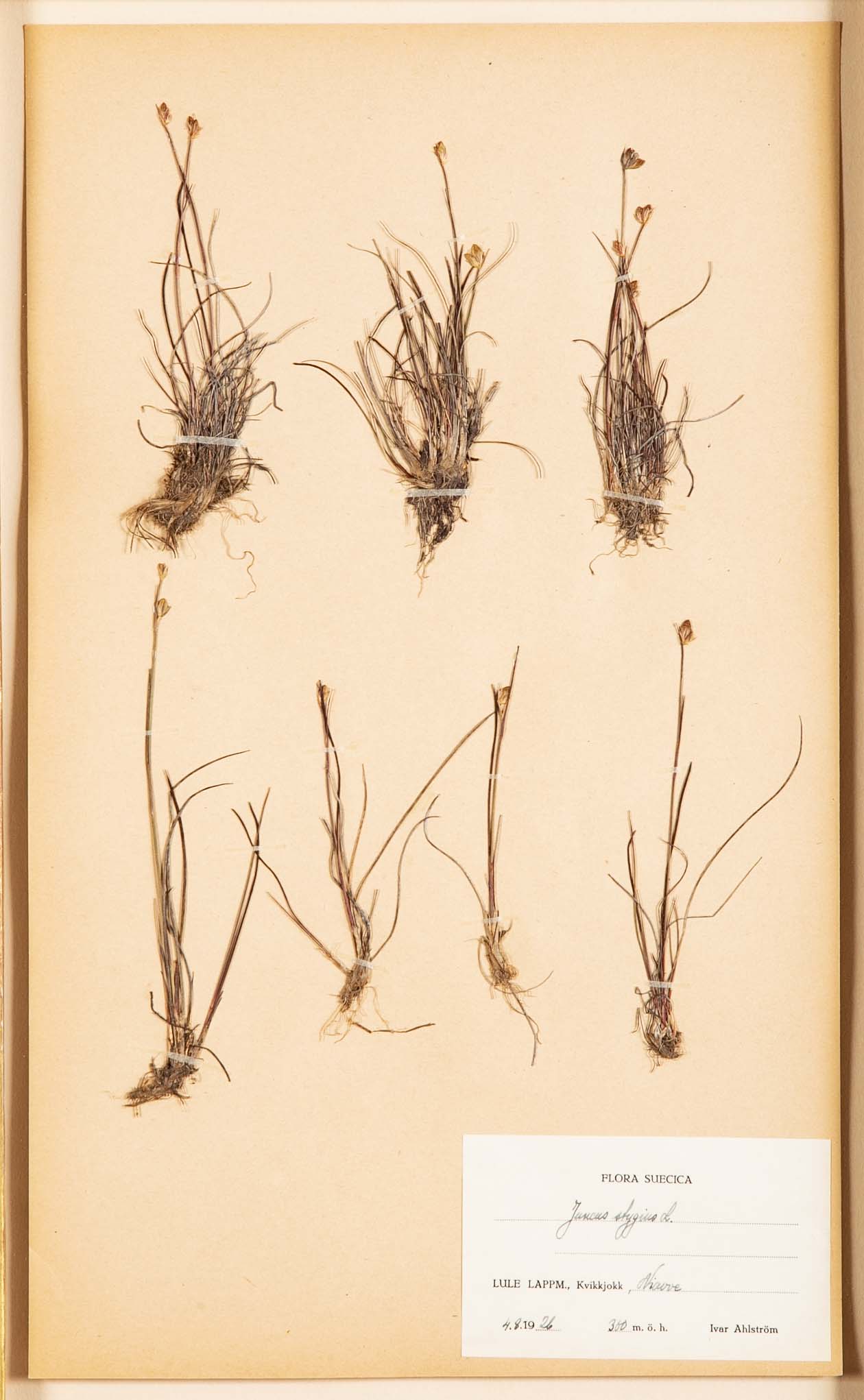 "A Collection of Dried British Grass Specimens" by W. Curtis & W. Salisbury