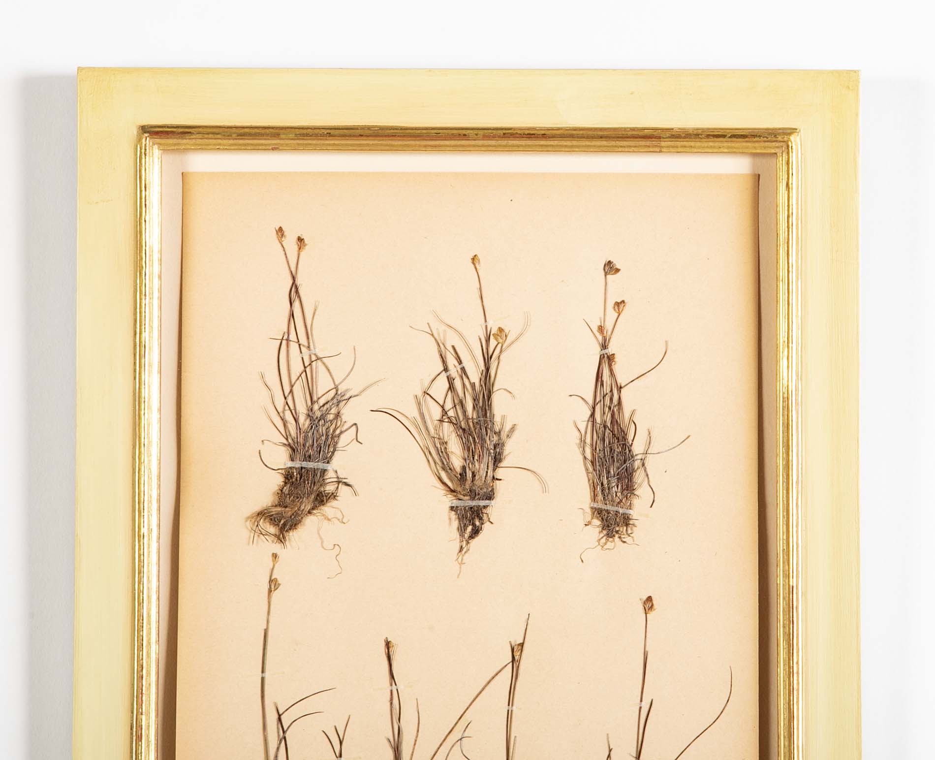 "A Collection of Dried British Grass Specimens" by W. Curtis & W. Salisbury