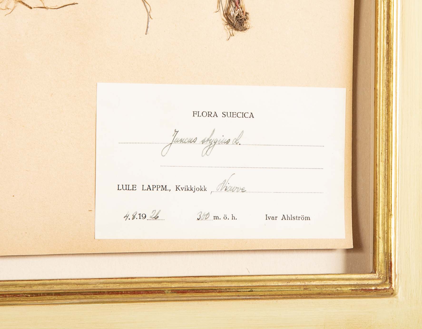 "A Collection of Dried British Grass Specimens" by W. Curtis & W. Salisbury