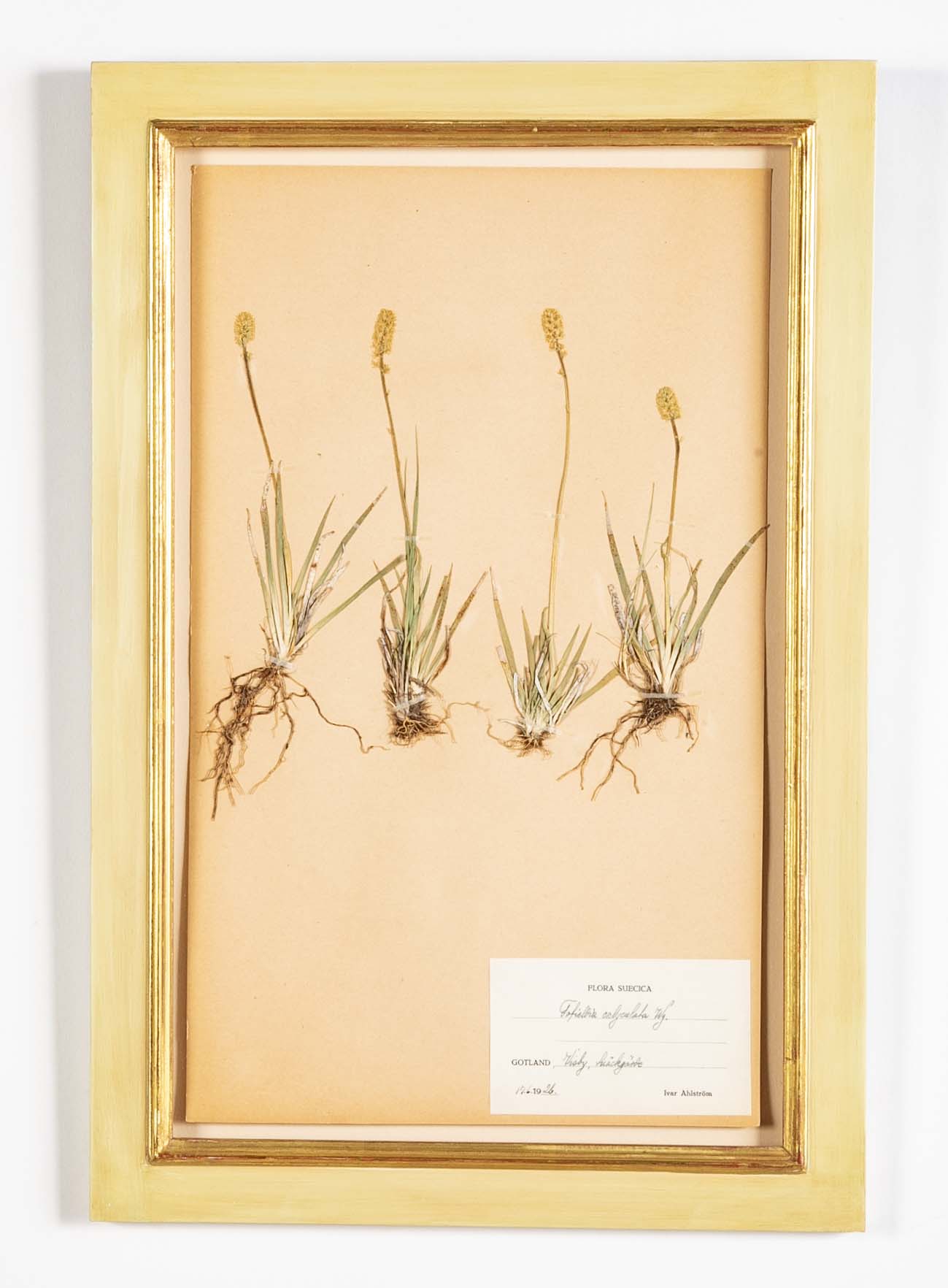 "A Collection of Dried British Grass Specimens" by W. Curtis & W. Salisbury
