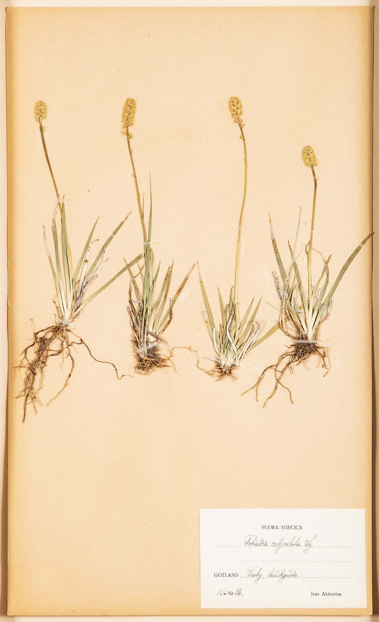 "A Collection of Dried British Grass Specimens" by W. Curtis & W. Salisbury