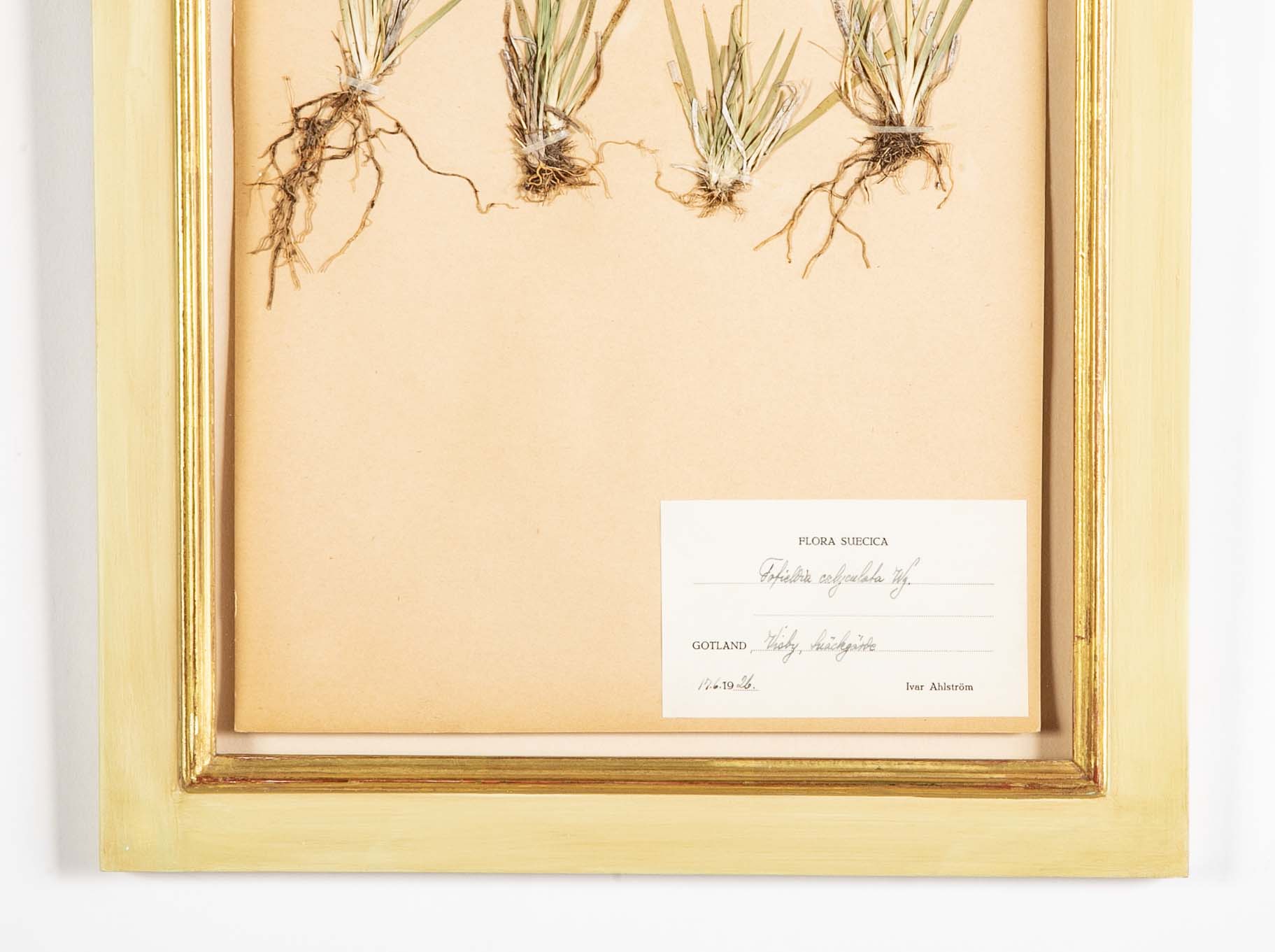 "A Collection of Dried British Grass Specimens" by W. Curtis & W. Salisbury