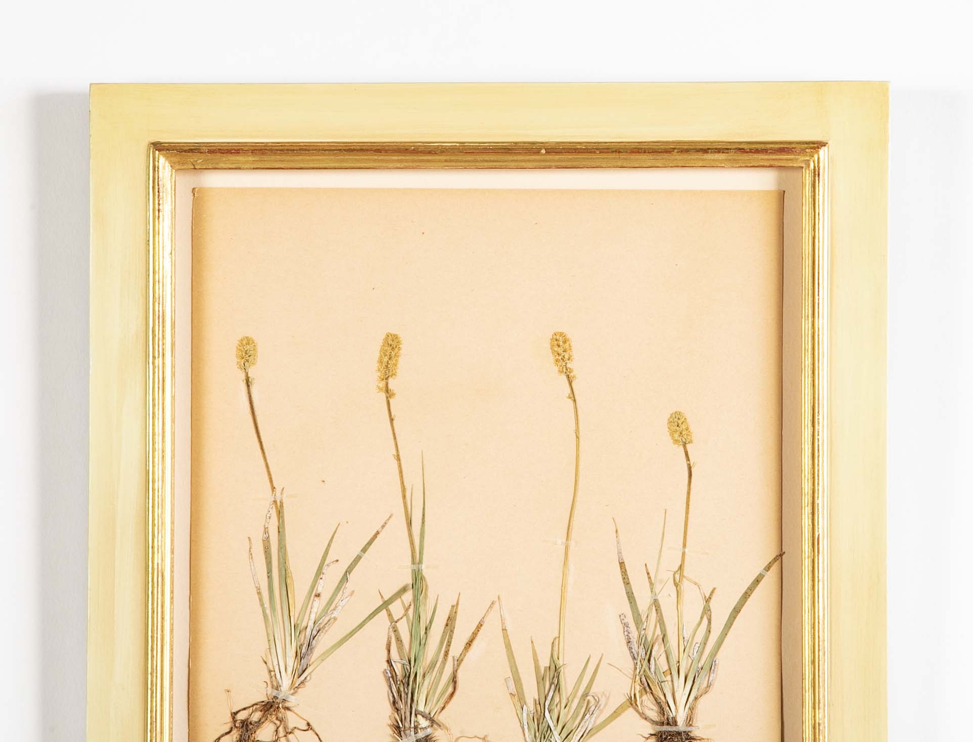 "A Collection of Dried British Grass Specimens" by W. Curtis & W. Salisbury