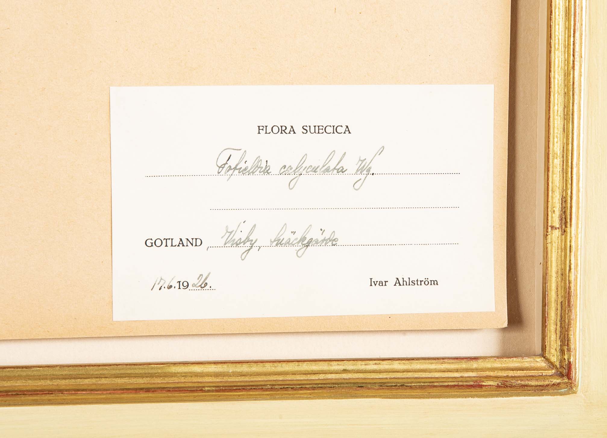 "A Collection of Dried British Grass Specimens" by W. Curtis & W. Salisbury