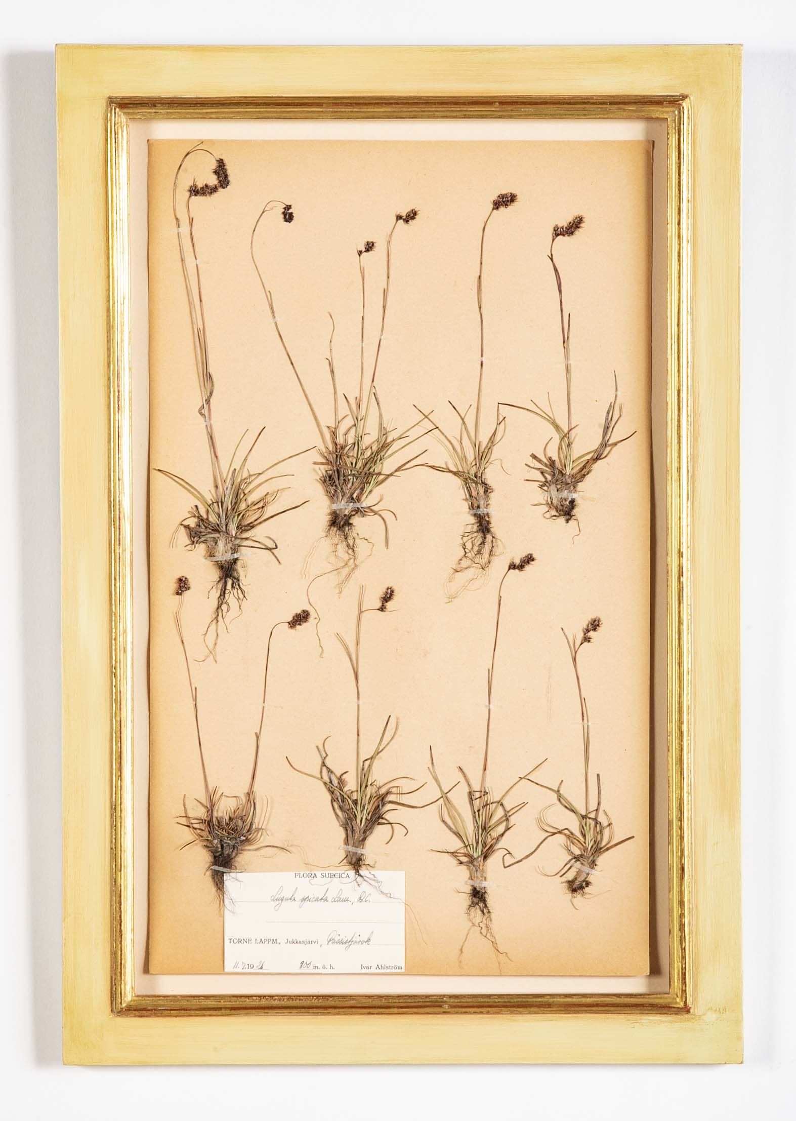 "A Collection of Dried British Grass Specimens" by W. Curtis & W. Salisbury