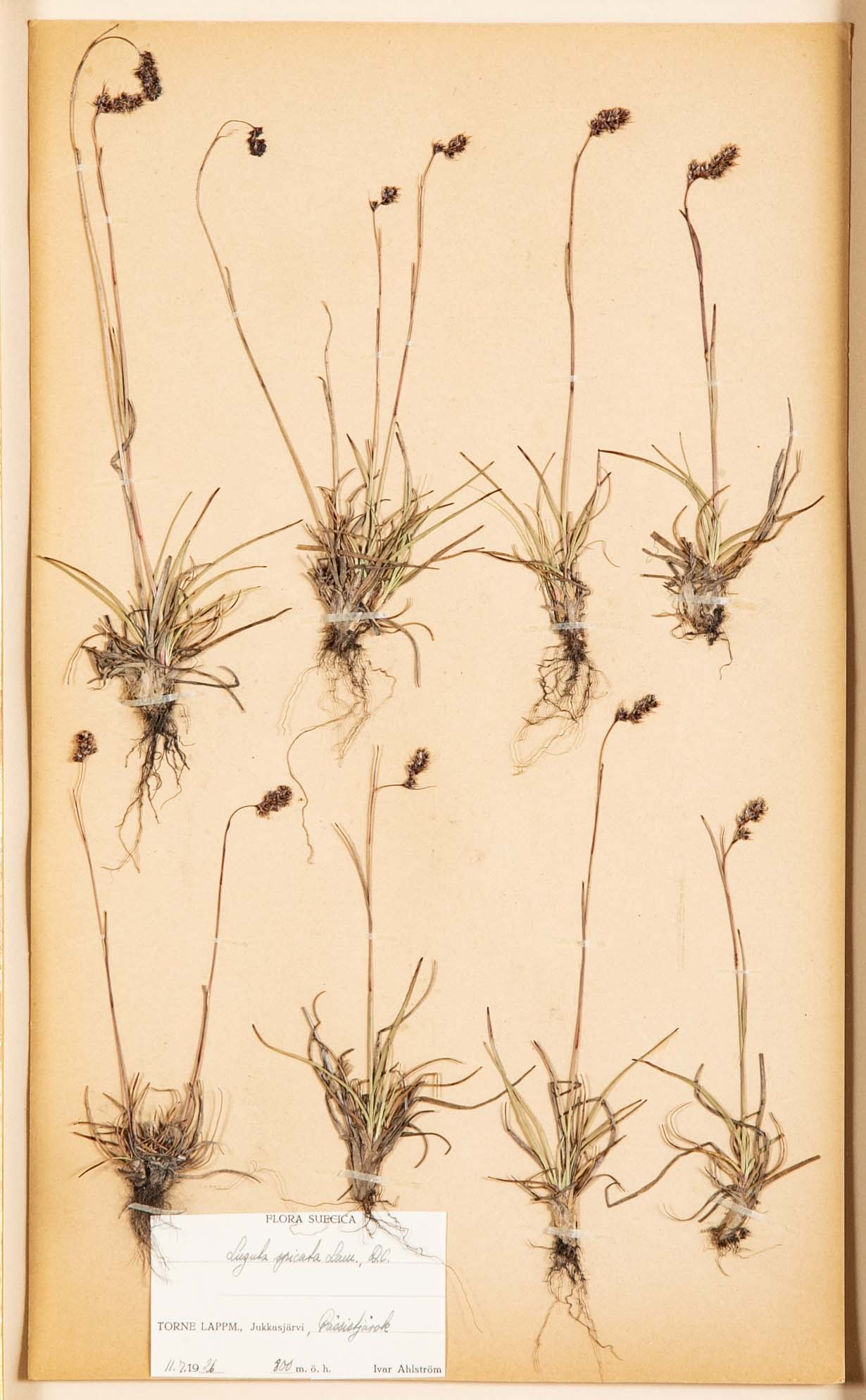 "A Collection of Dried British Grass Specimens" by W. Curtis & W. Salisbury
