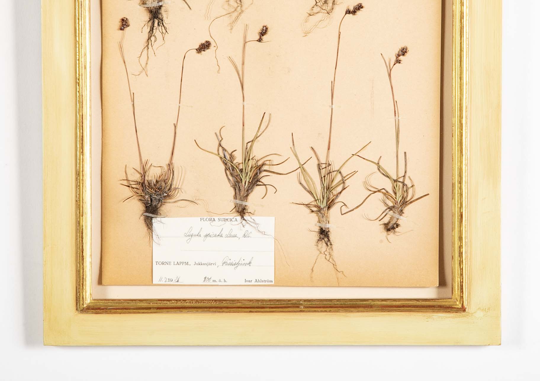 "A Collection of Dried British Grass Specimens" by W. Curtis & W. Salisbury