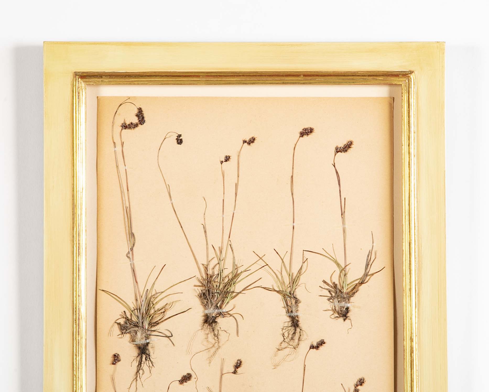 "A Collection of Dried British Grass Specimens" by W. Curtis & W. Salisbury