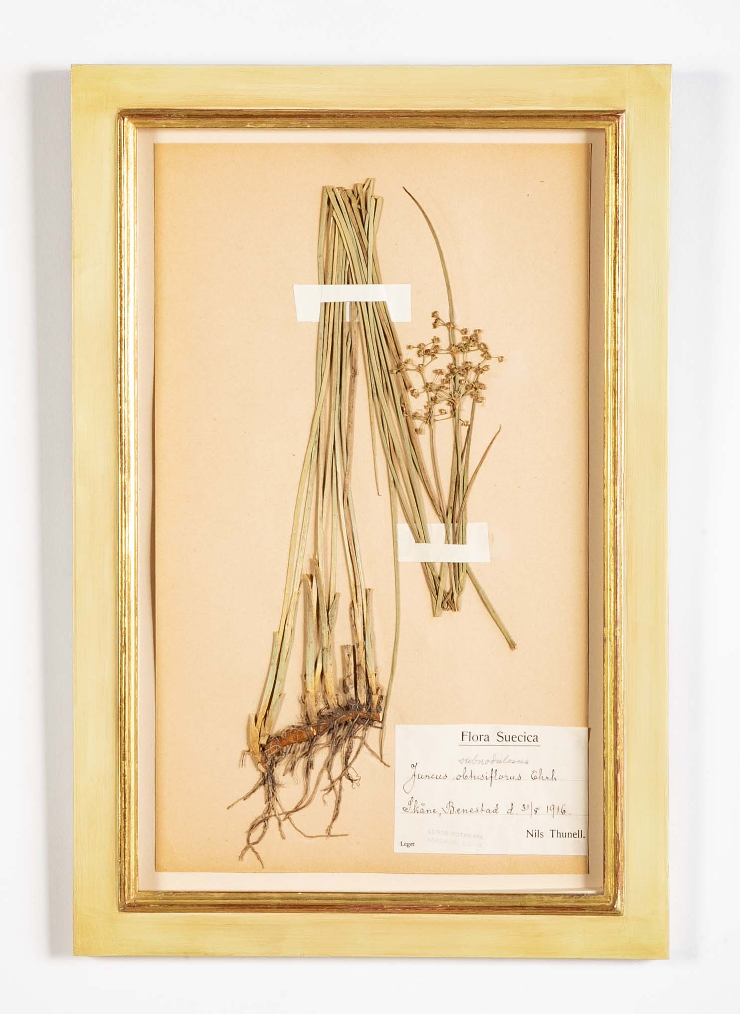 "A Collection of Dried British Grass Specimens" by W. Curtis & W. Salisbury