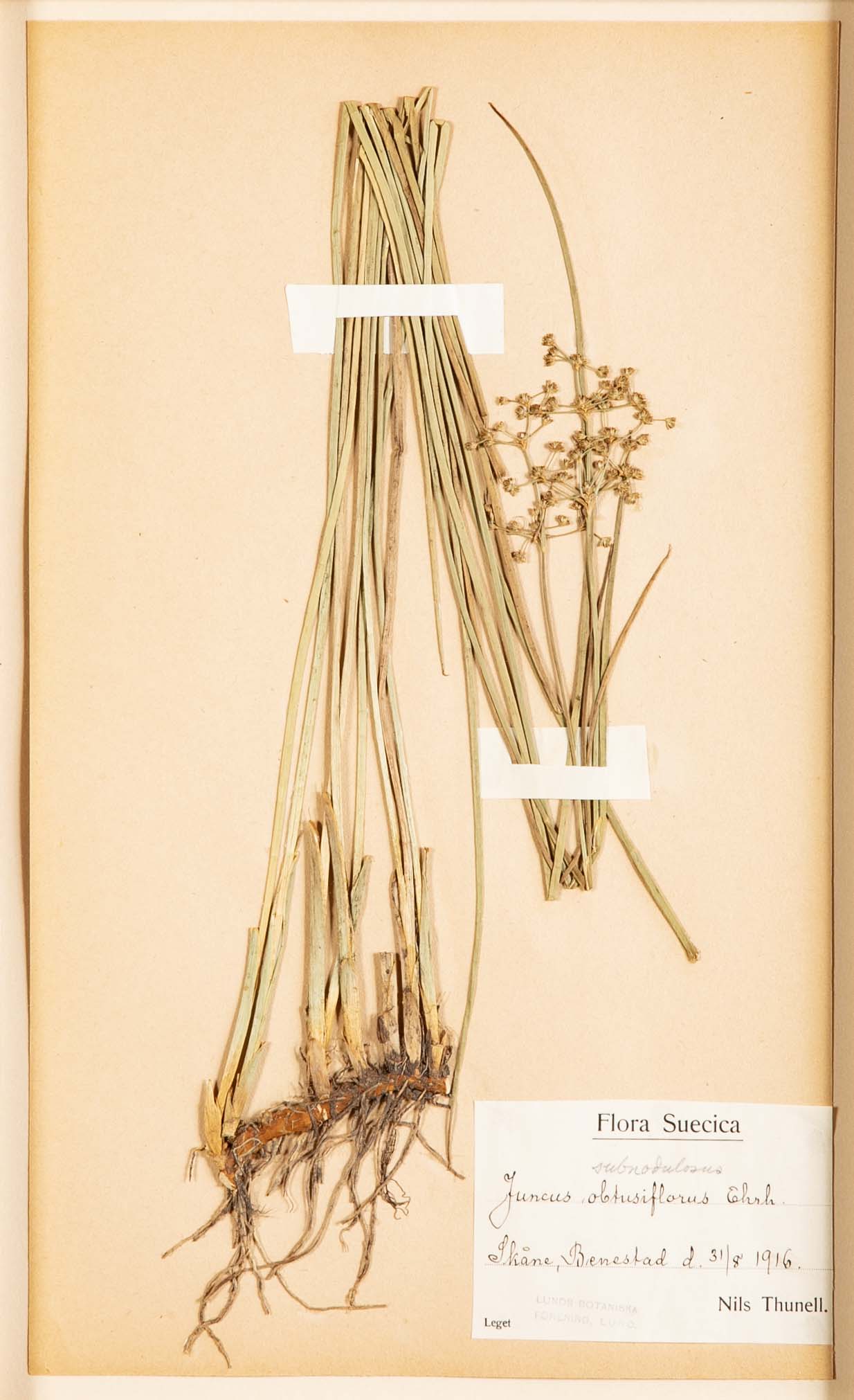"A Collection of Dried British Grass Specimens" by W. Curtis & W. Salisbury