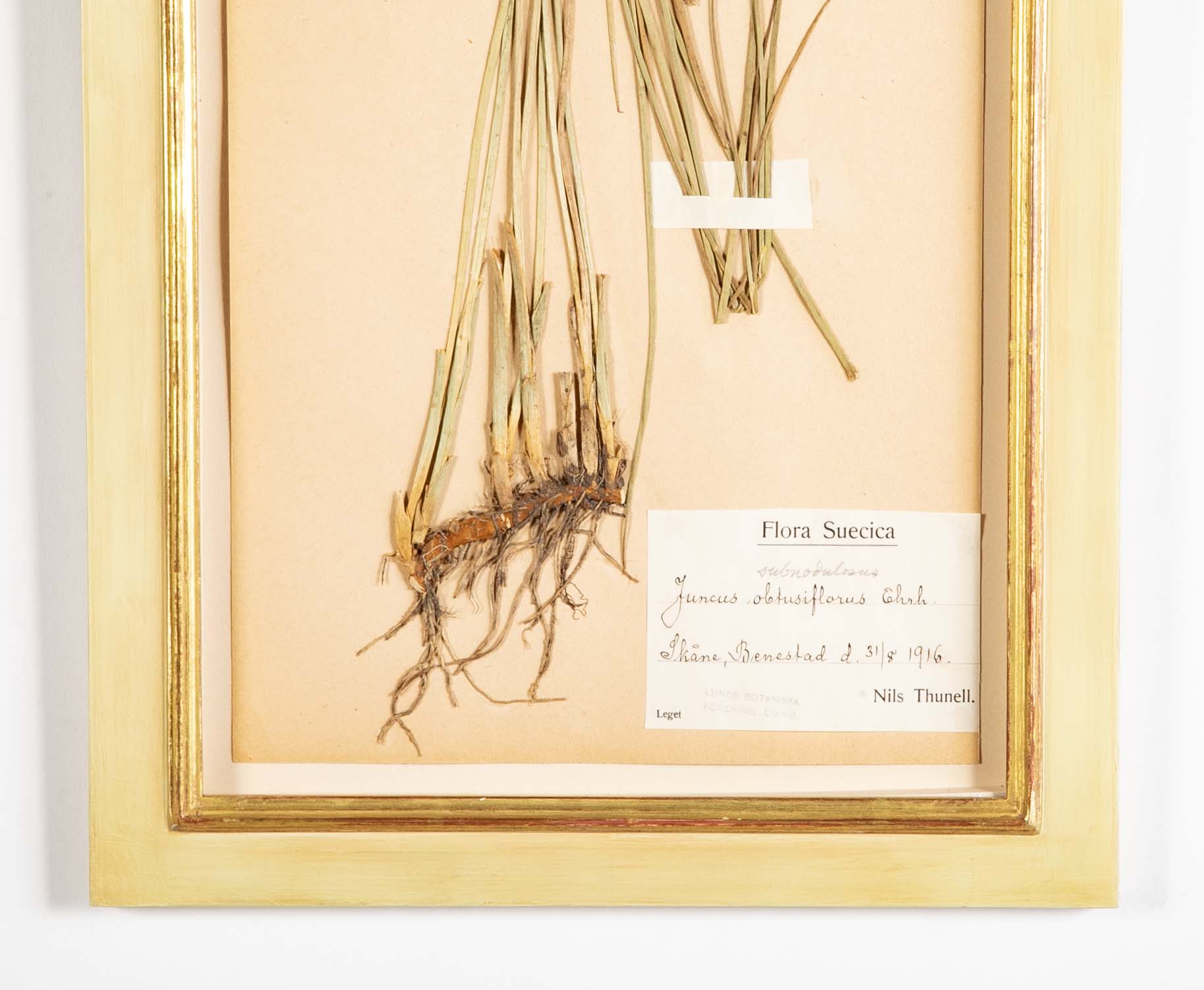 "A Collection of Dried British Grass Specimens" by W. Curtis & W. Salisbury