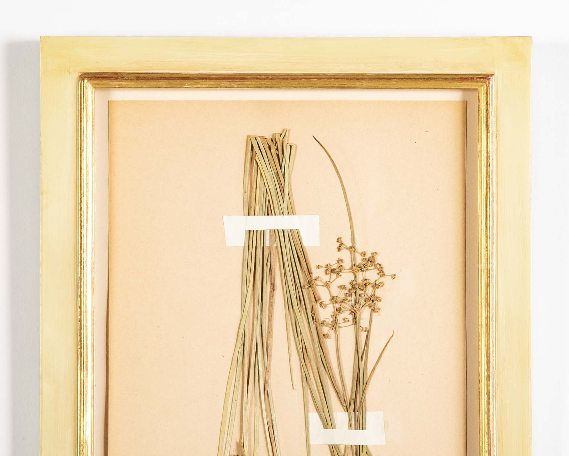 "A Collection of Dried British Grass Specimens" by W. Curtis & W. Salisbury