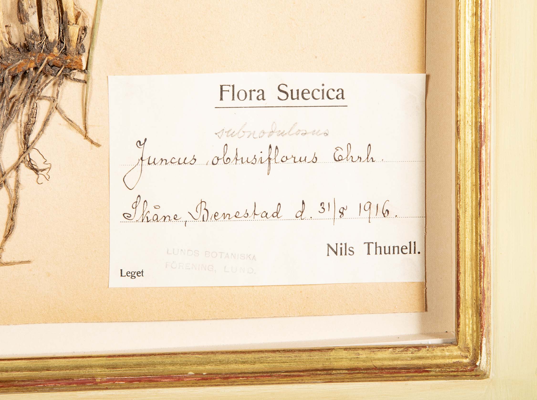 "A Collection of Dried British Grass Specimens" by W. Curtis & W. Salisbury
