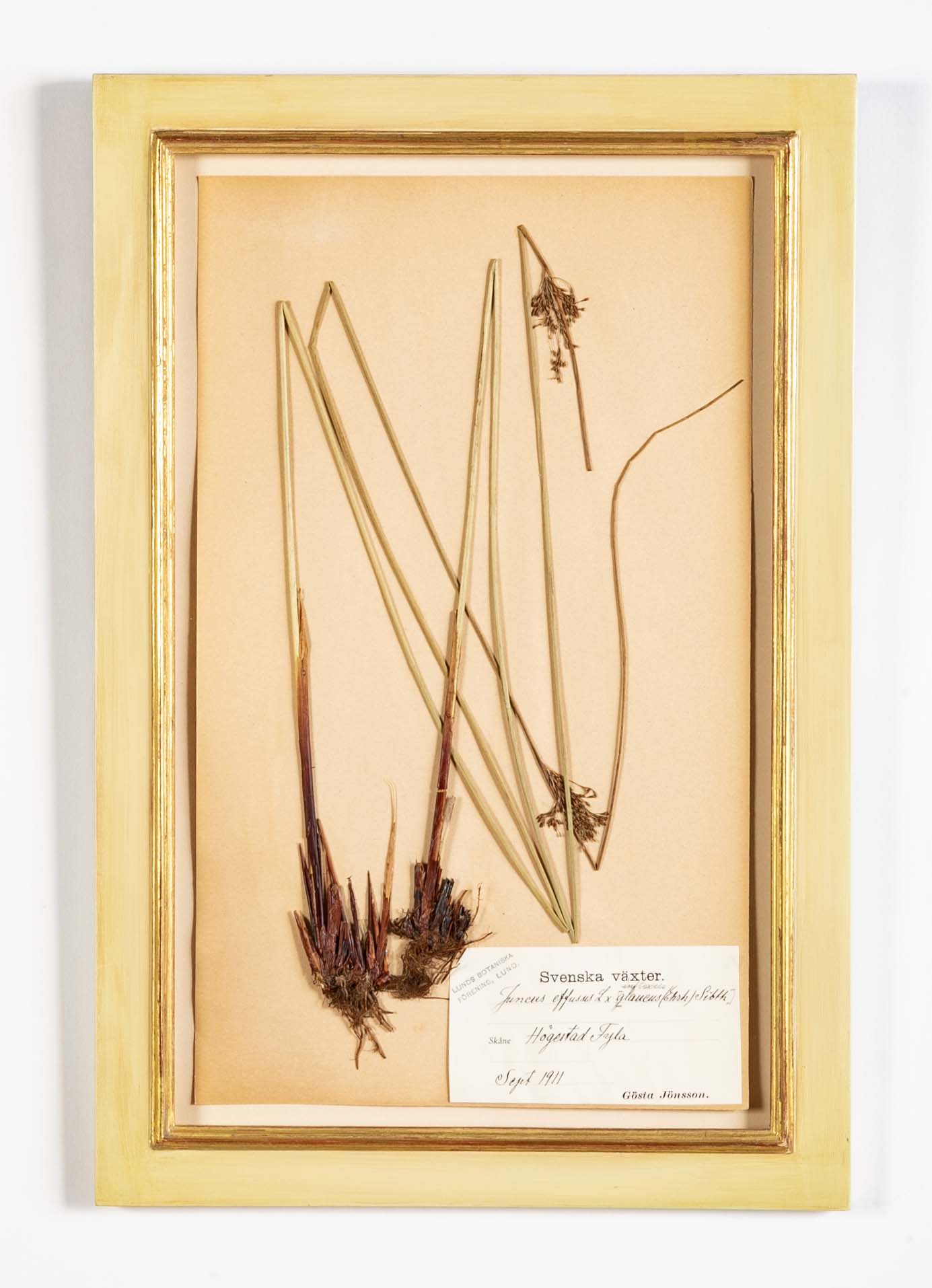 "A Collection of Dried British Grass Specimens" by W. Curtis & W. Salisbury