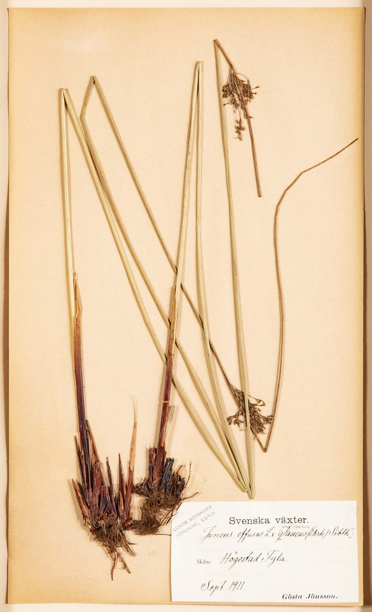 "A Collection of Dried British Grass Specimens" by W. Curtis & W. Salisbury