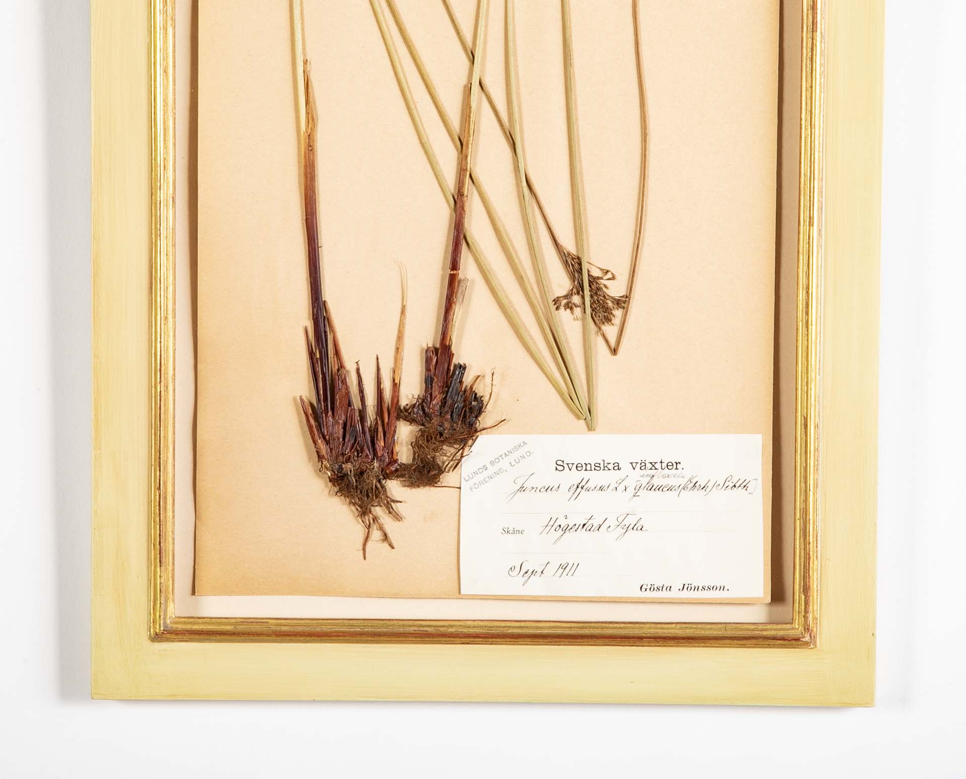 "A Collection of Dried British Grass Specimens" by W. Curtis & W. Salisbury