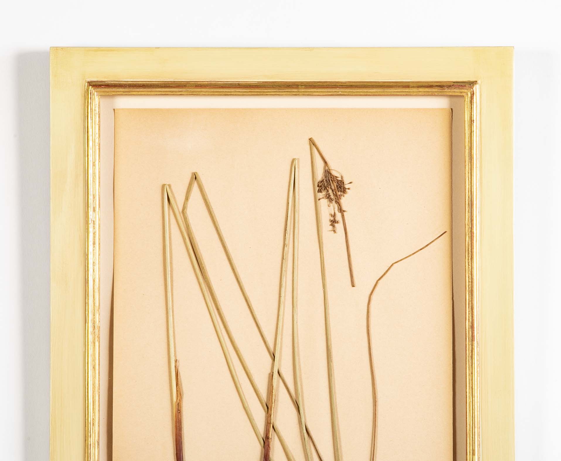 "A Collection of Dried British Grass Specimens" by W. Curtis & W. Salisbury