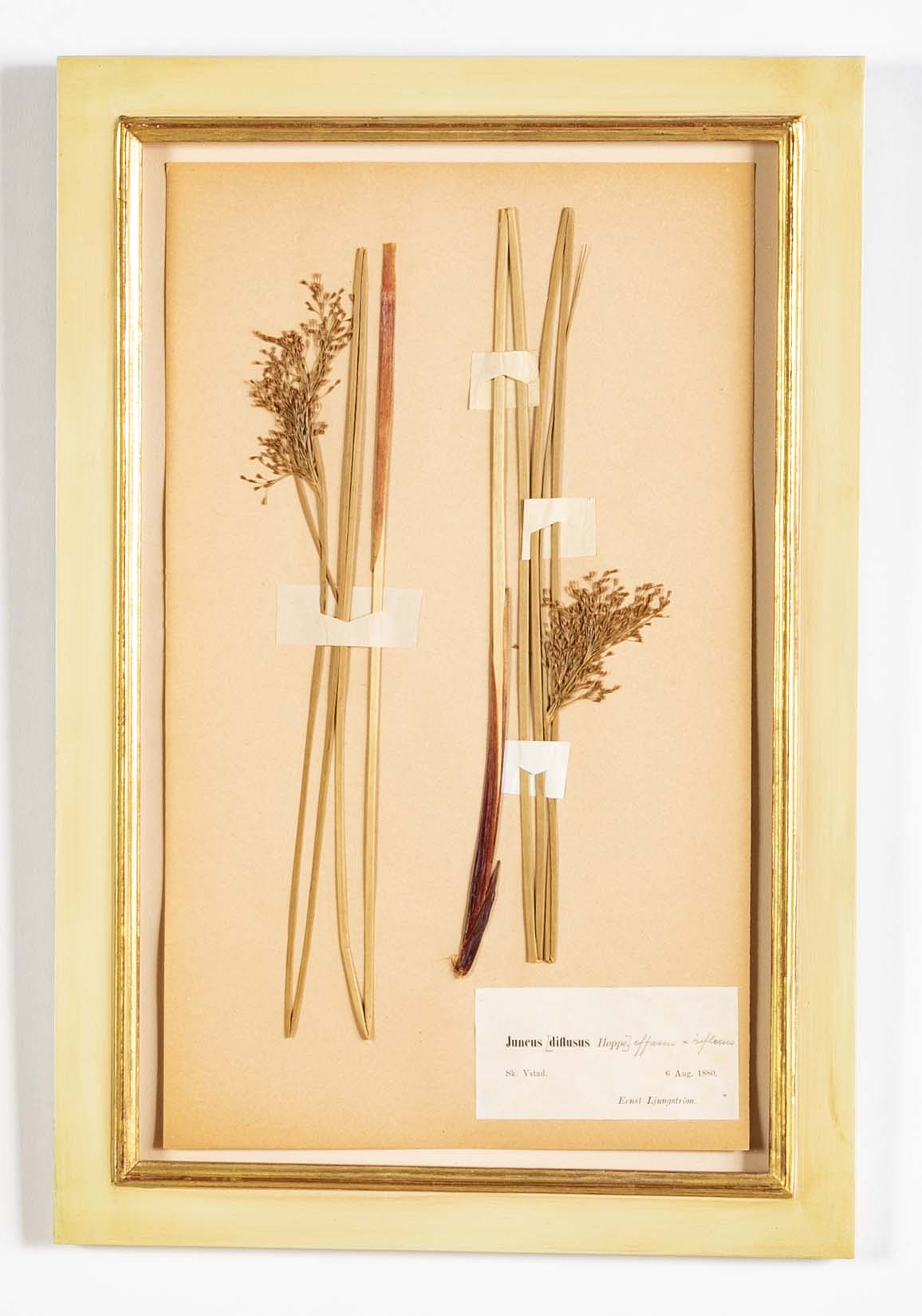 "A Collection of Dried British Grass Specimens" by W. Curtis & W. Salisbury