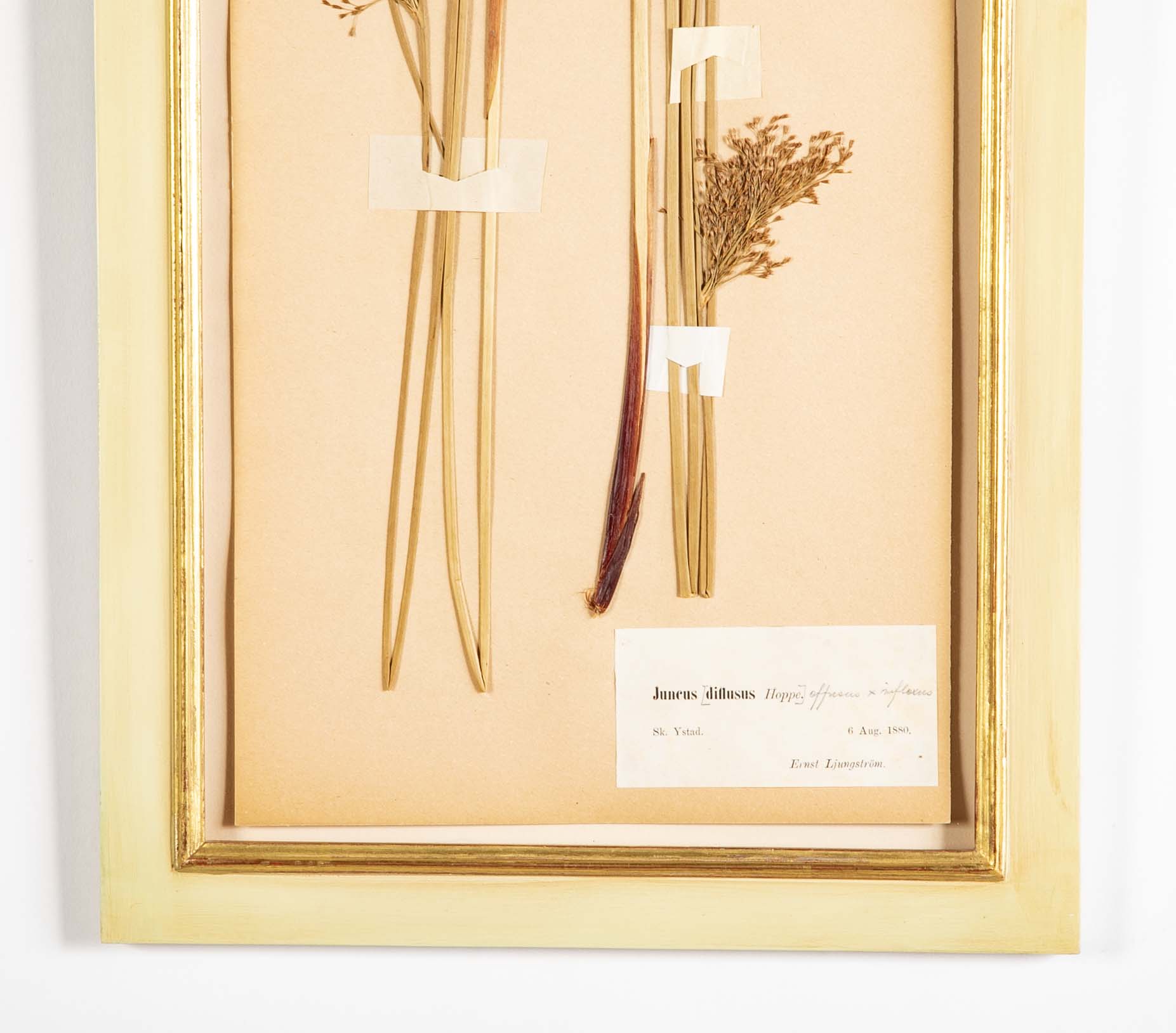 "A Collection of Dried British Grass Specimens" by W. Curtis & W. Salisbury
