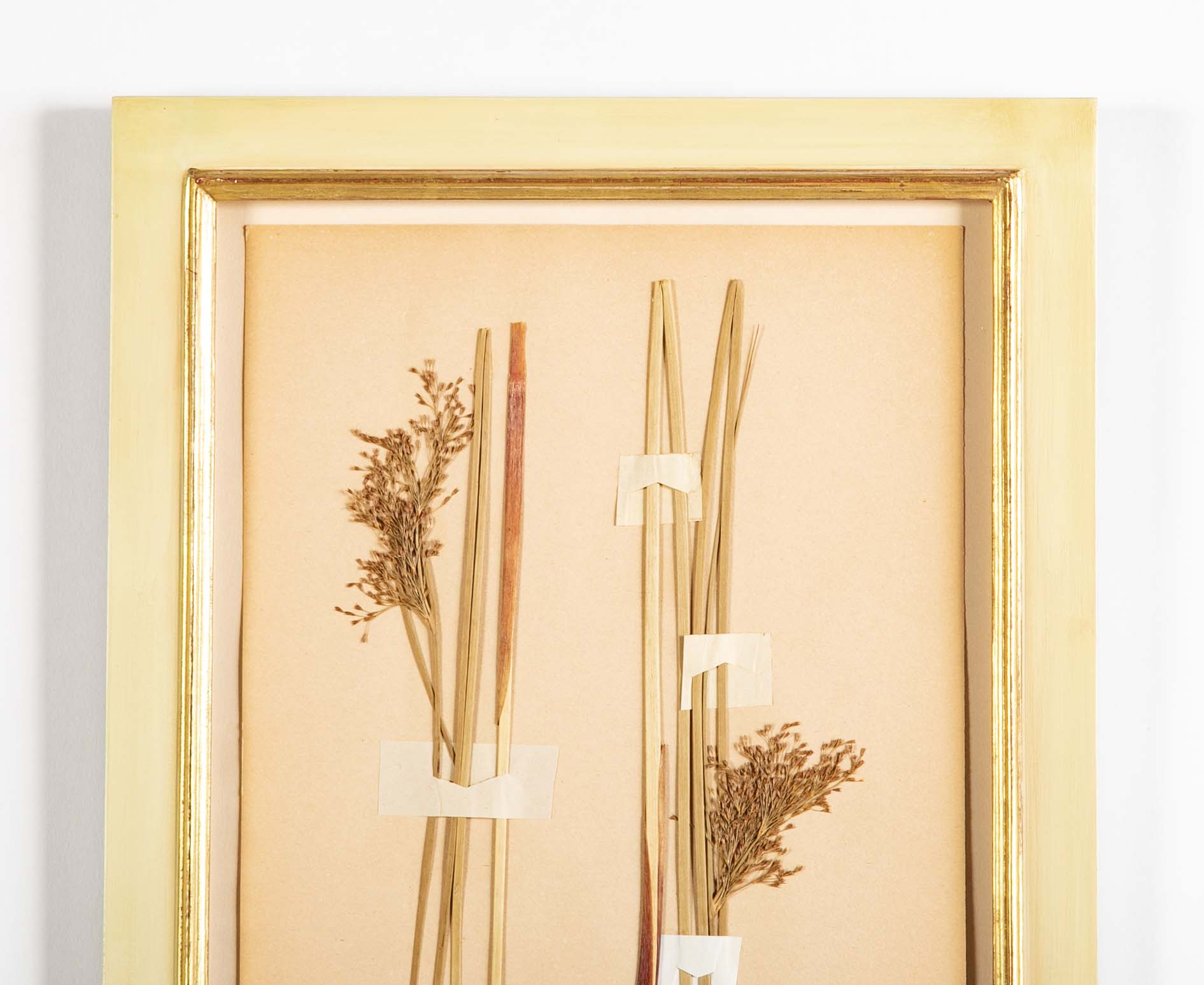 "A Collection of Dried British Grass Specimens" by W. Curtis & W. Salisbury