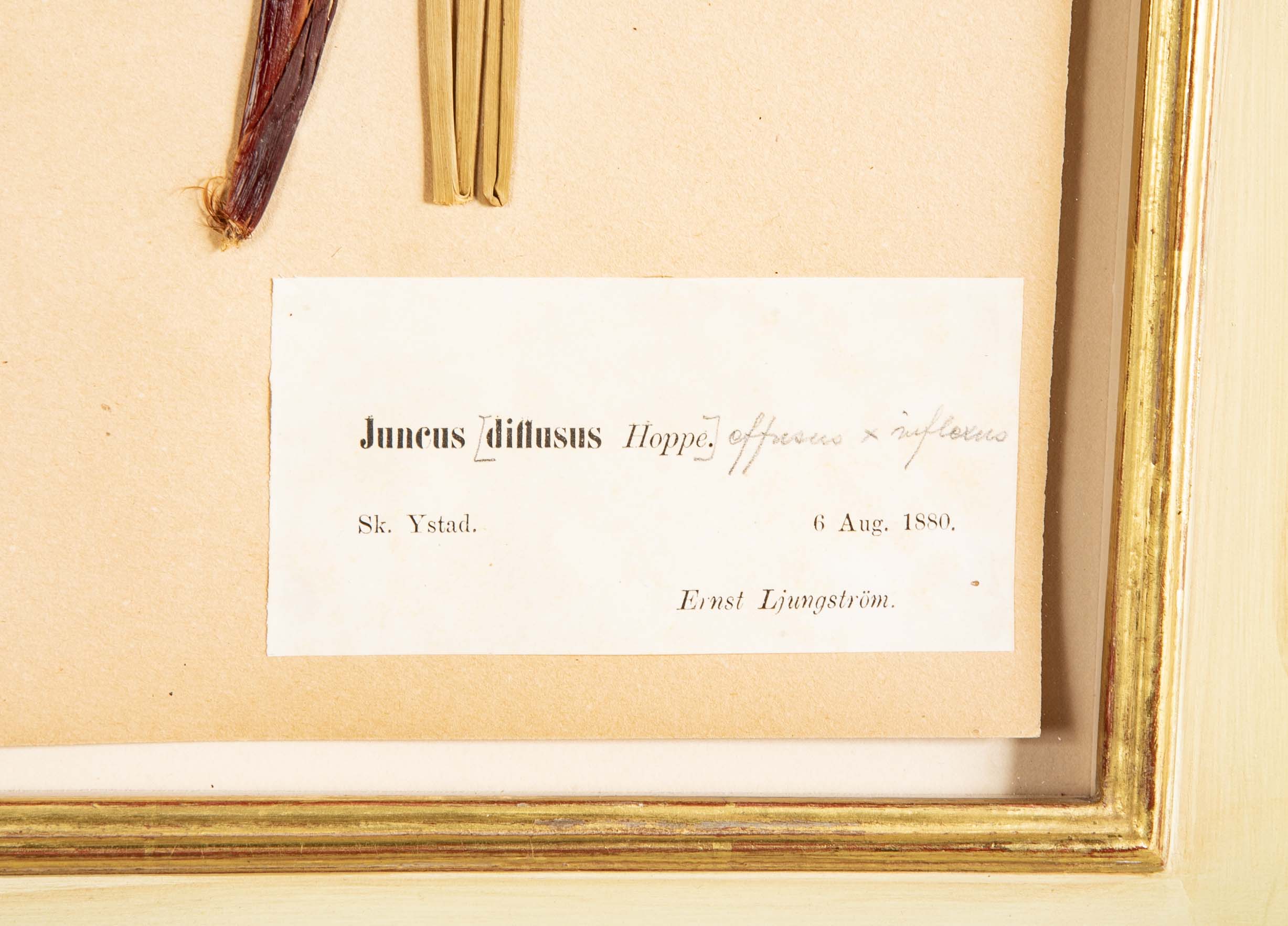 "A Collection of Dried British Grass Specimens" by W. Curtis & W. Salisbury