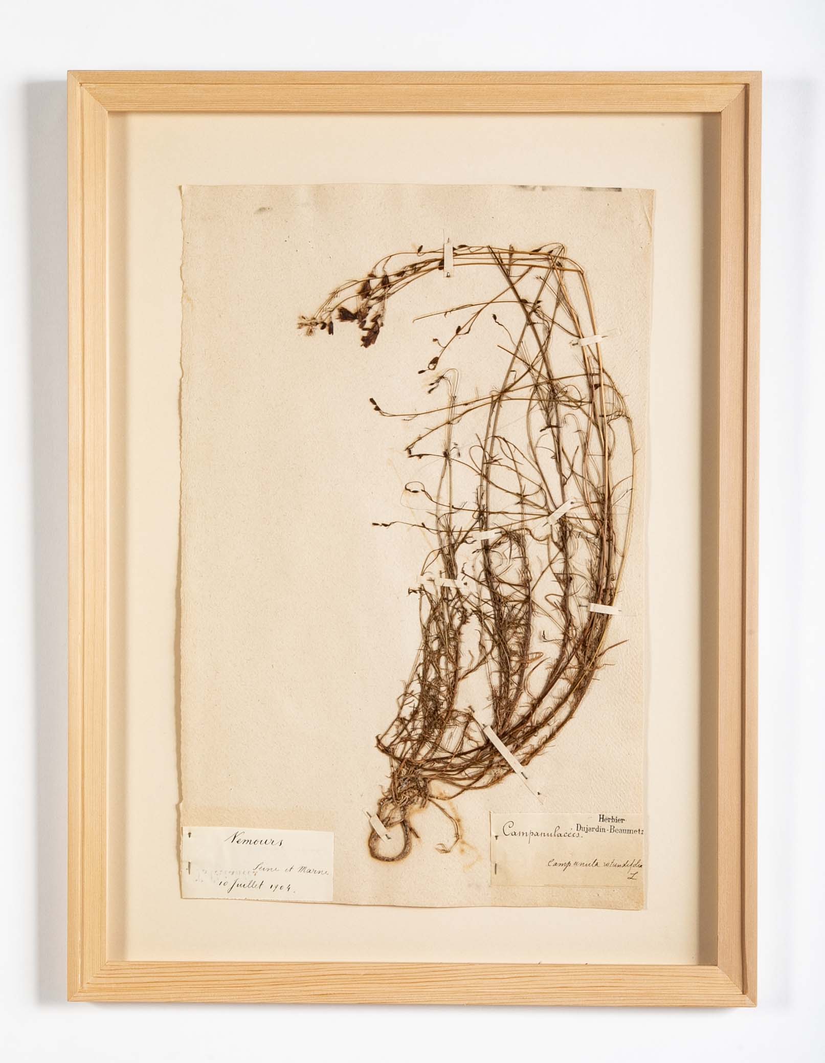 "A Collection of Dried British Grass Specimens" by W. Curtis & W. Salisbury