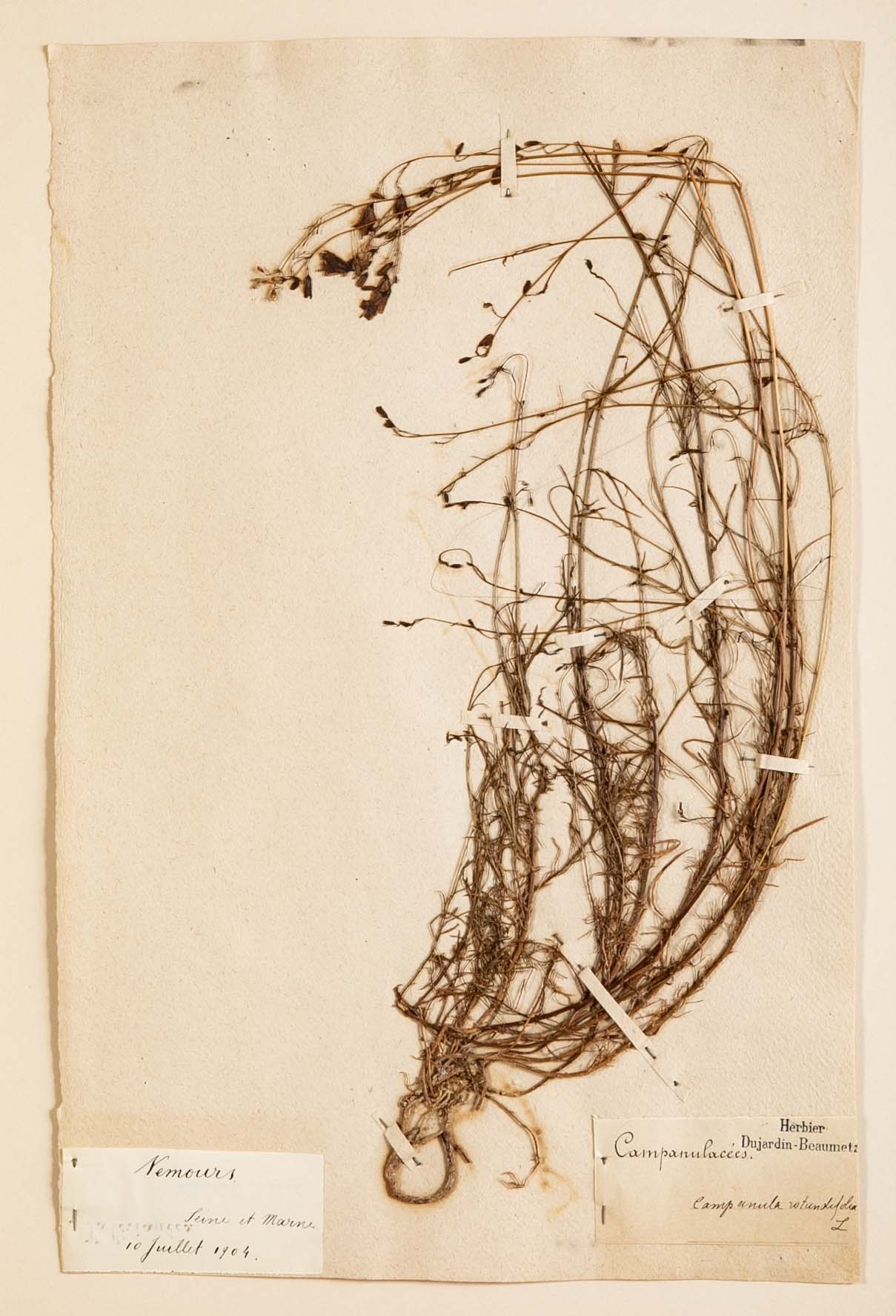 "A Collection of Dried British Grass Specimens" by W. Curtis & W. Salisbury