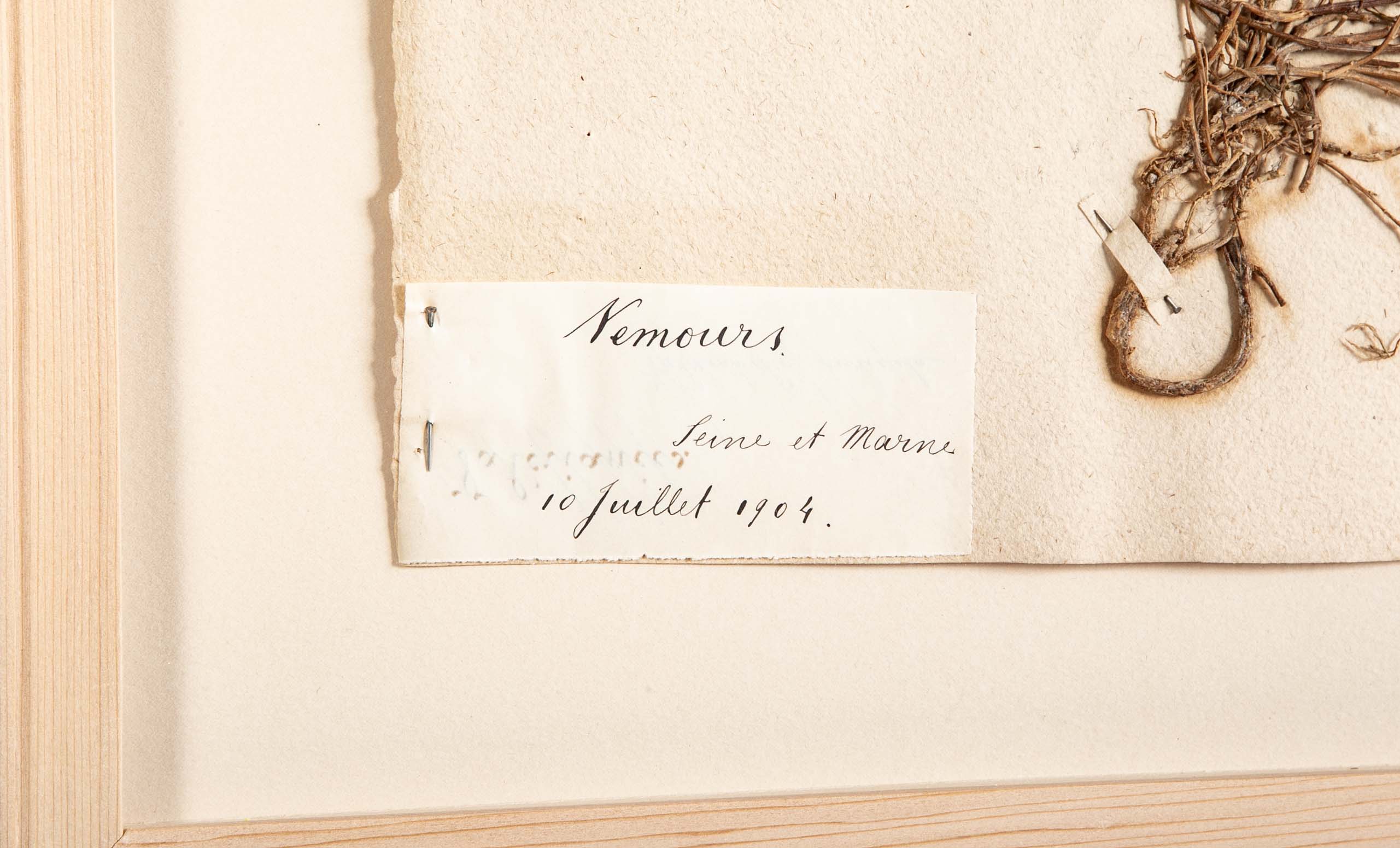 "A Collection of Dried British Grass Specimens" by W. Curtis & W. Salisbury