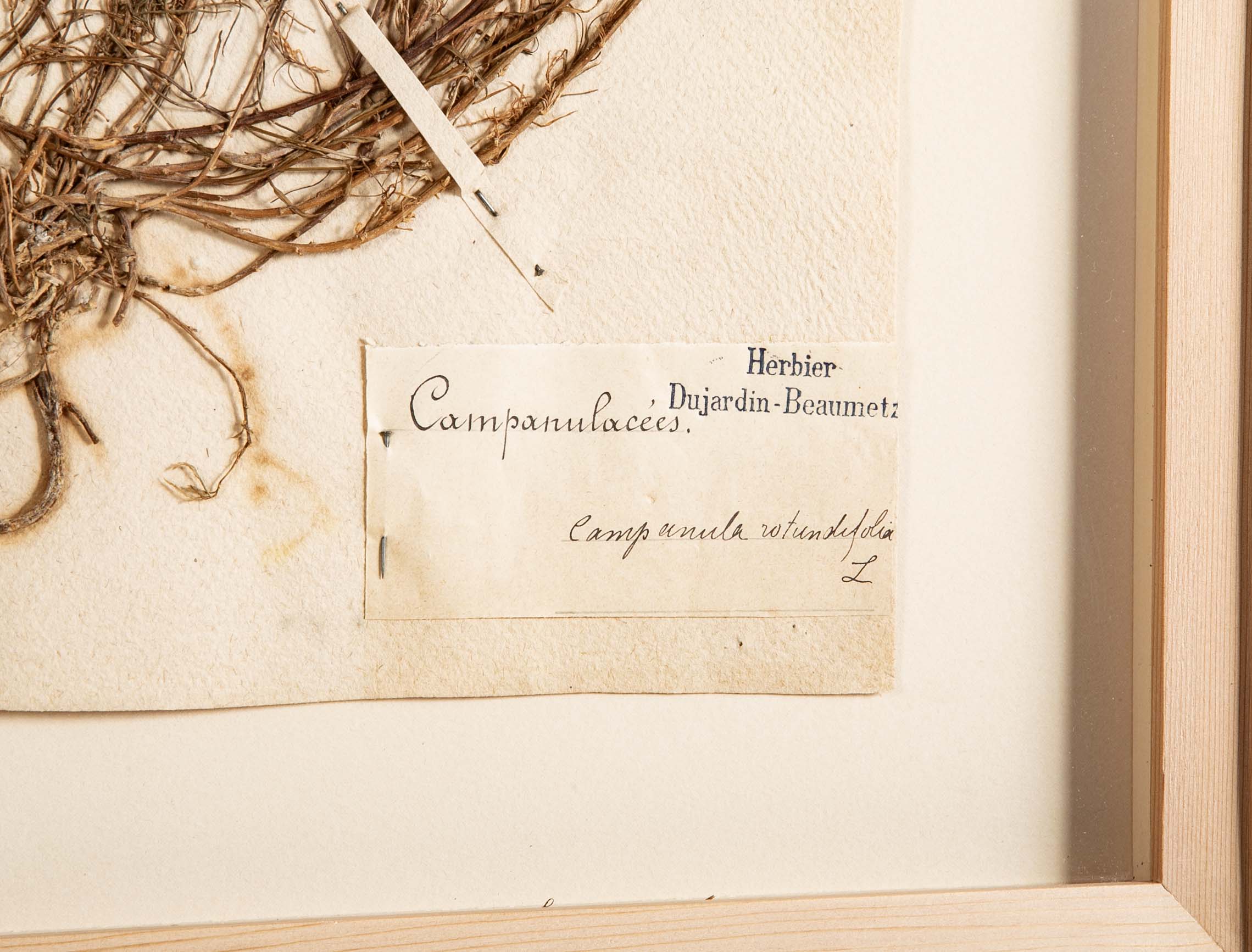 "A Collection of Dried British Grass Specimens" by W. Curtis & W. Salisbury