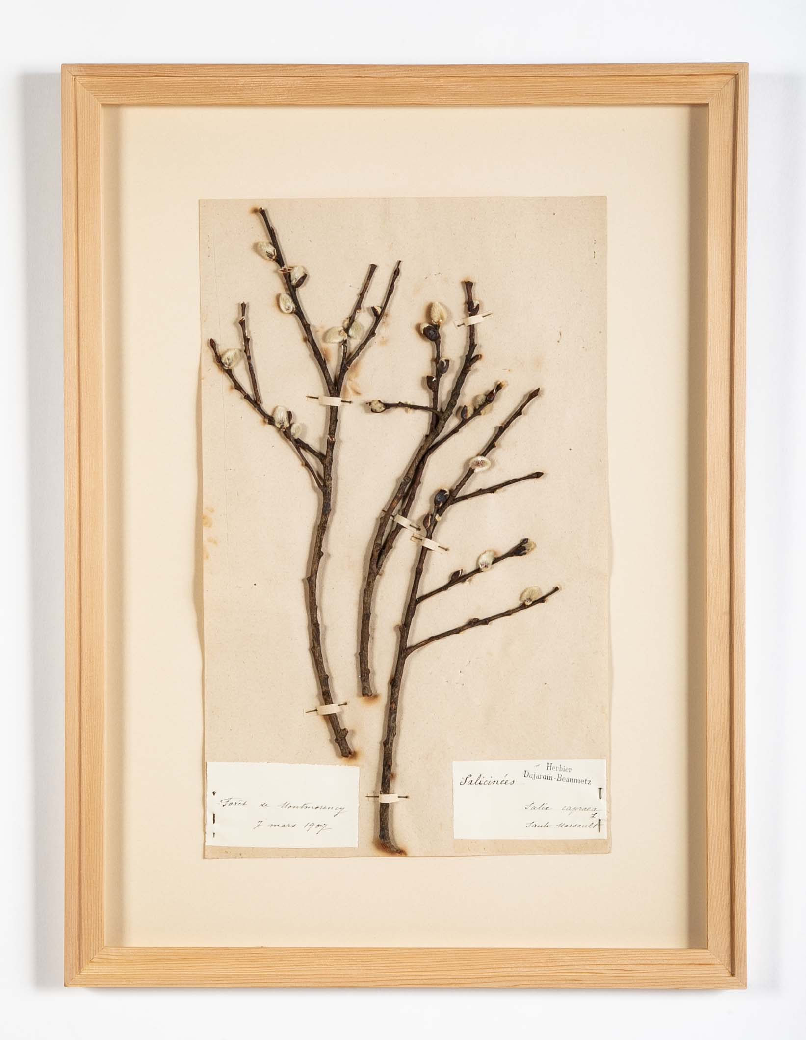 "A Collection of Dried British Grass Specimens" by W. Curtis & W. Salisbury