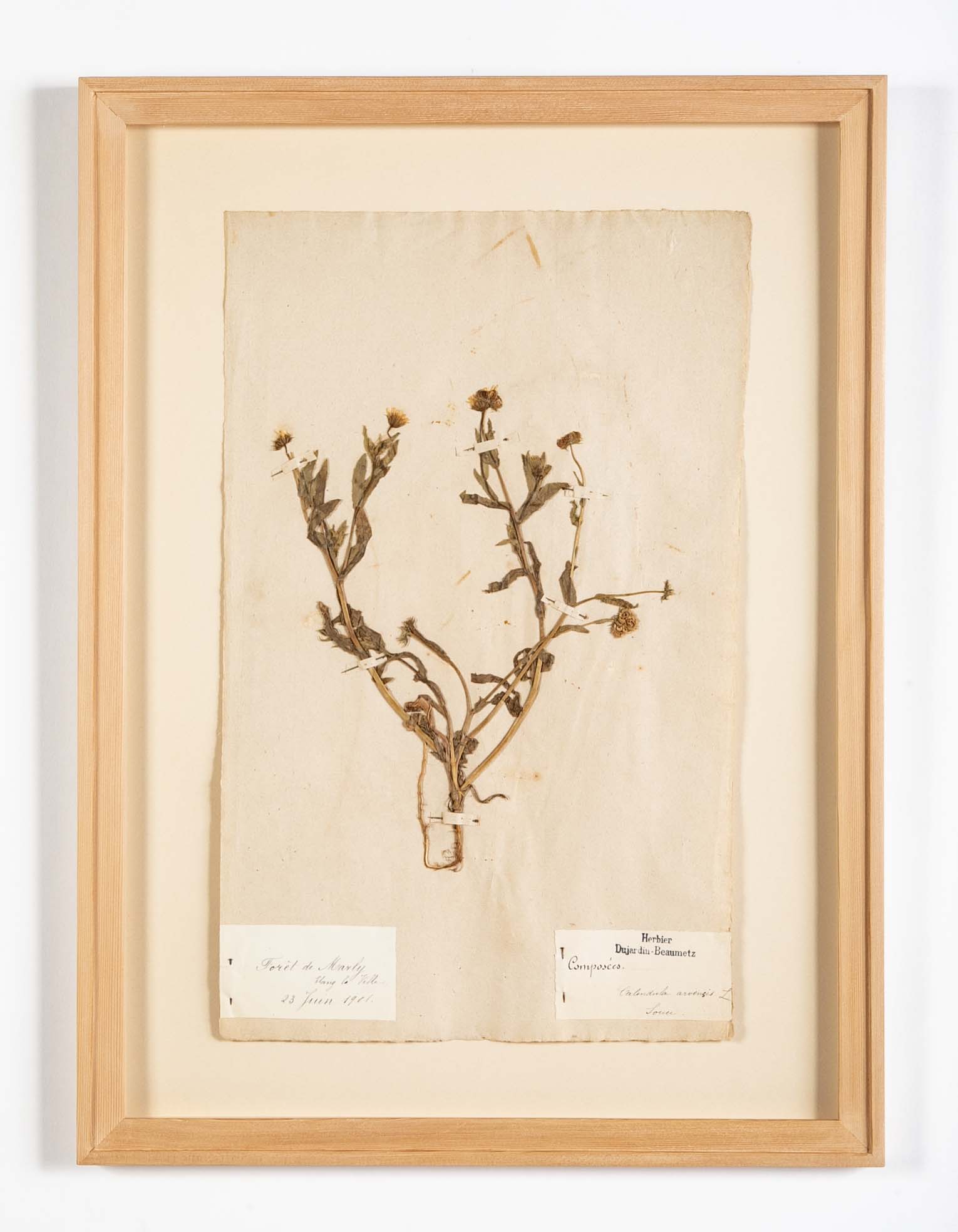 "A Collection of Dried British Grass Specimens" by W. Curtis & W. Salisbury
