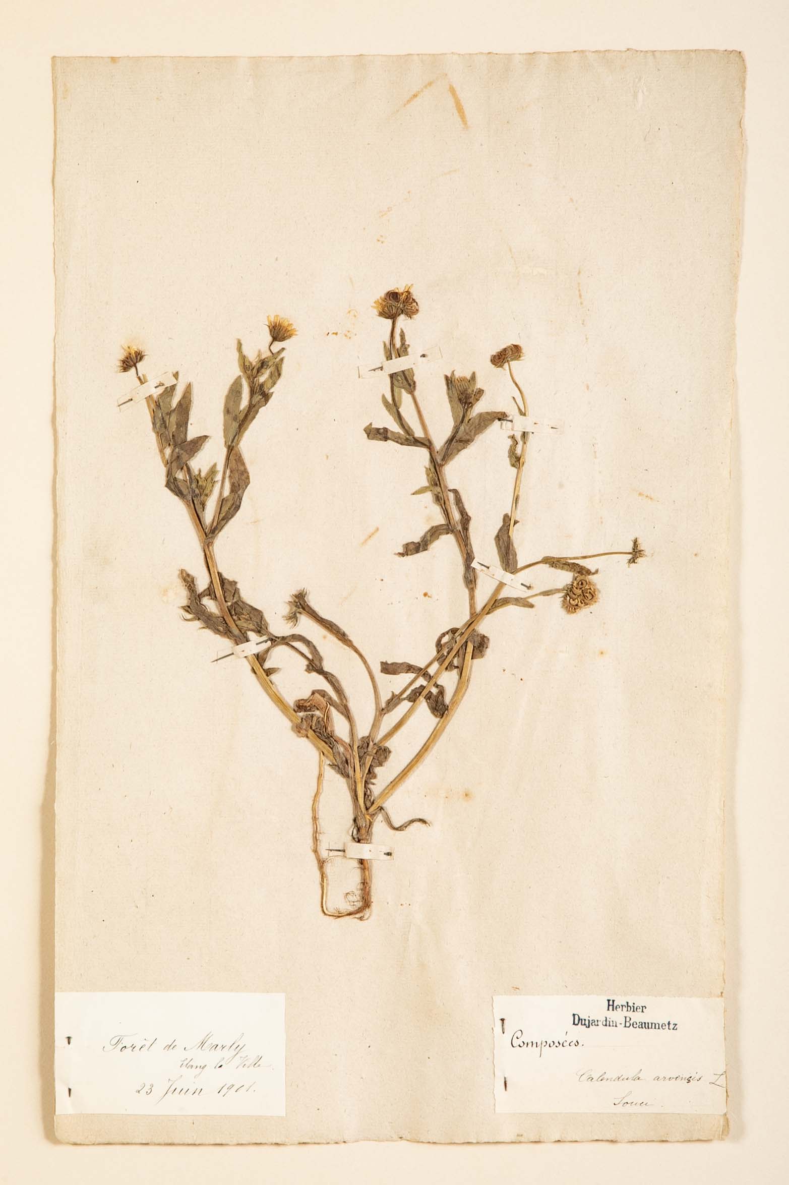 "A Collection of Dried British Grass Specimens" by W. Curtis & W. Salisbury