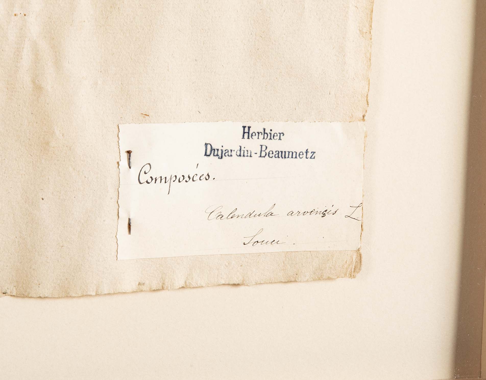 "A Collection of Dried British Grass Specimens" by W. Curtis & W. Salisbury