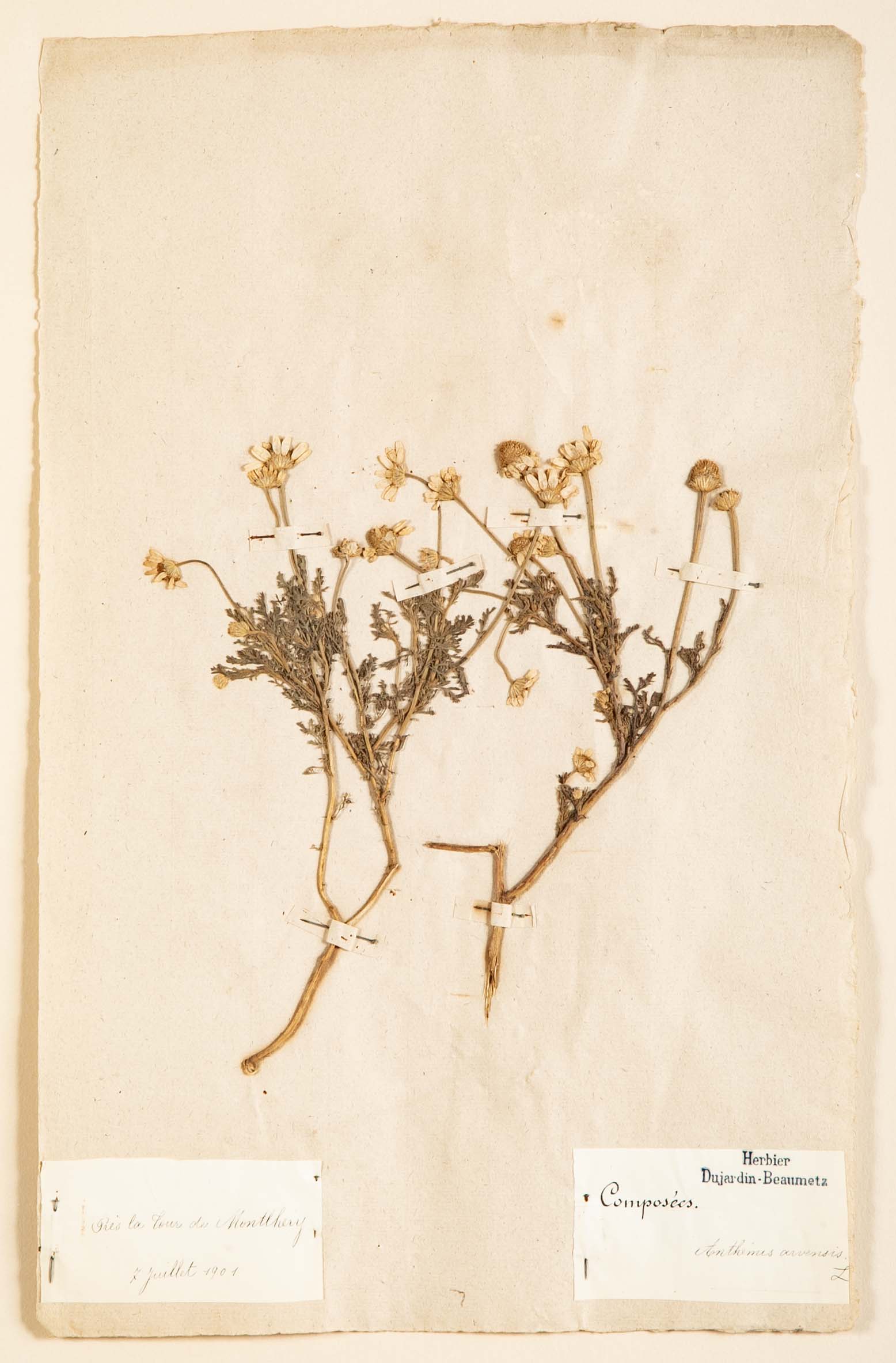 "A Collection of Dried British Grass Specimens" by W. Curtis & W. Salisbury