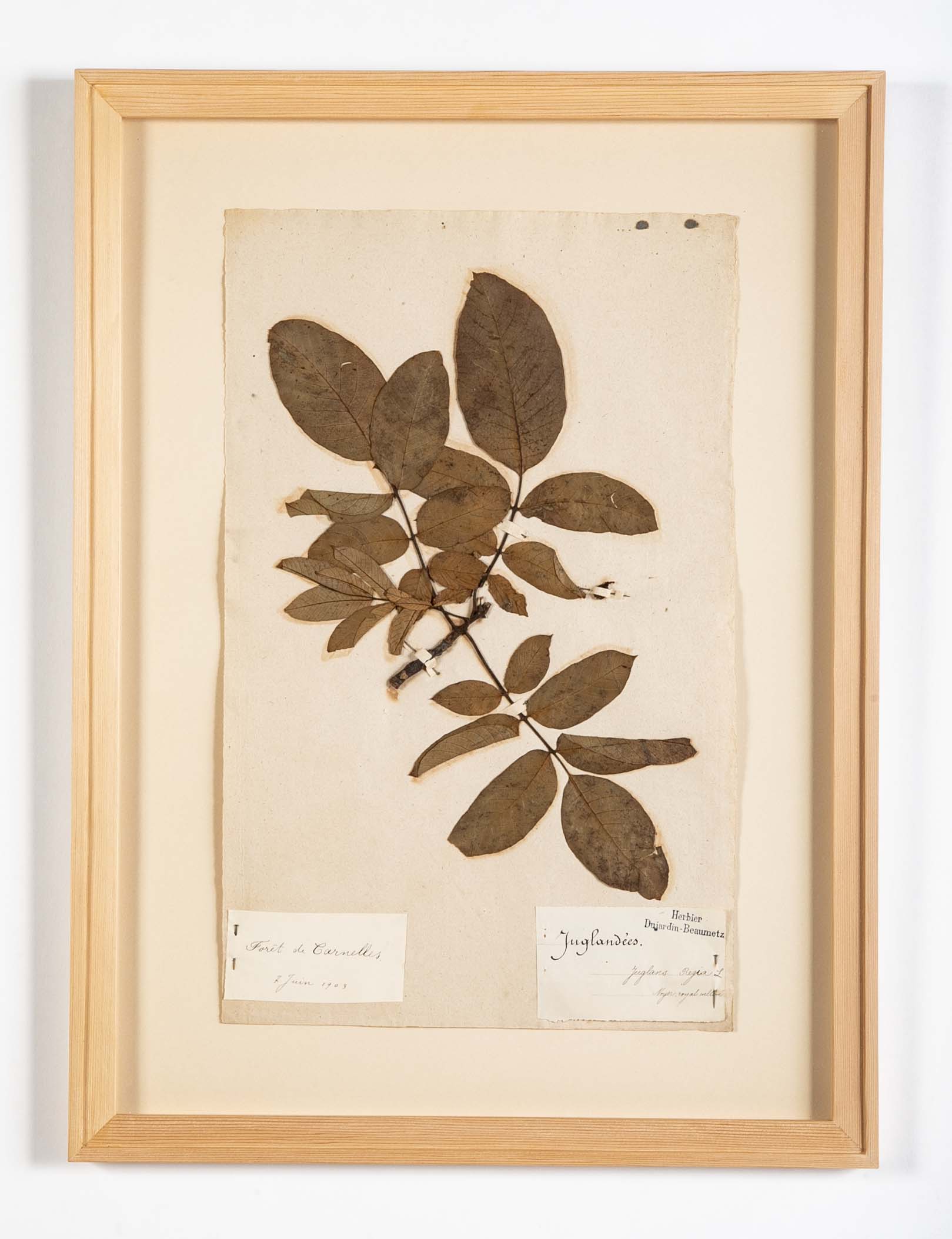 "A Collection of Dried British Grass Specimens" by W. Curtis & W. Salisbury