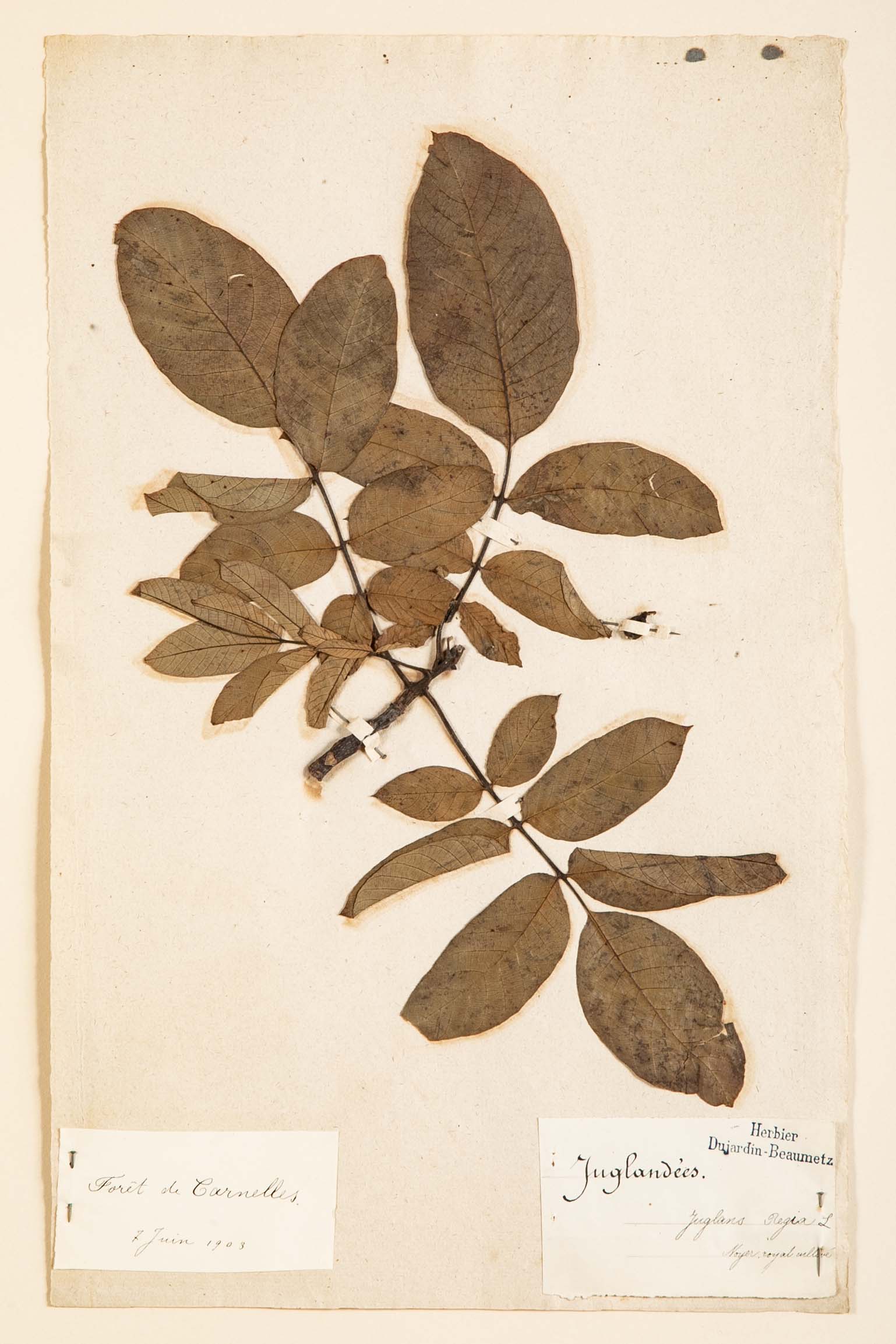 "A Collection of Dried British Grass Specimens" by W. Curtis & W. Salisbury
