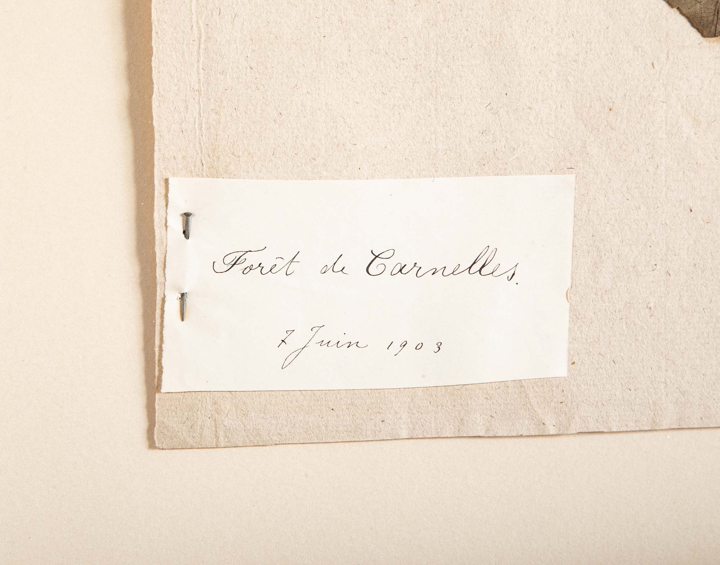 "A Collection of Dried British Grass Specimens" by W. Curtis & W. Salisbury