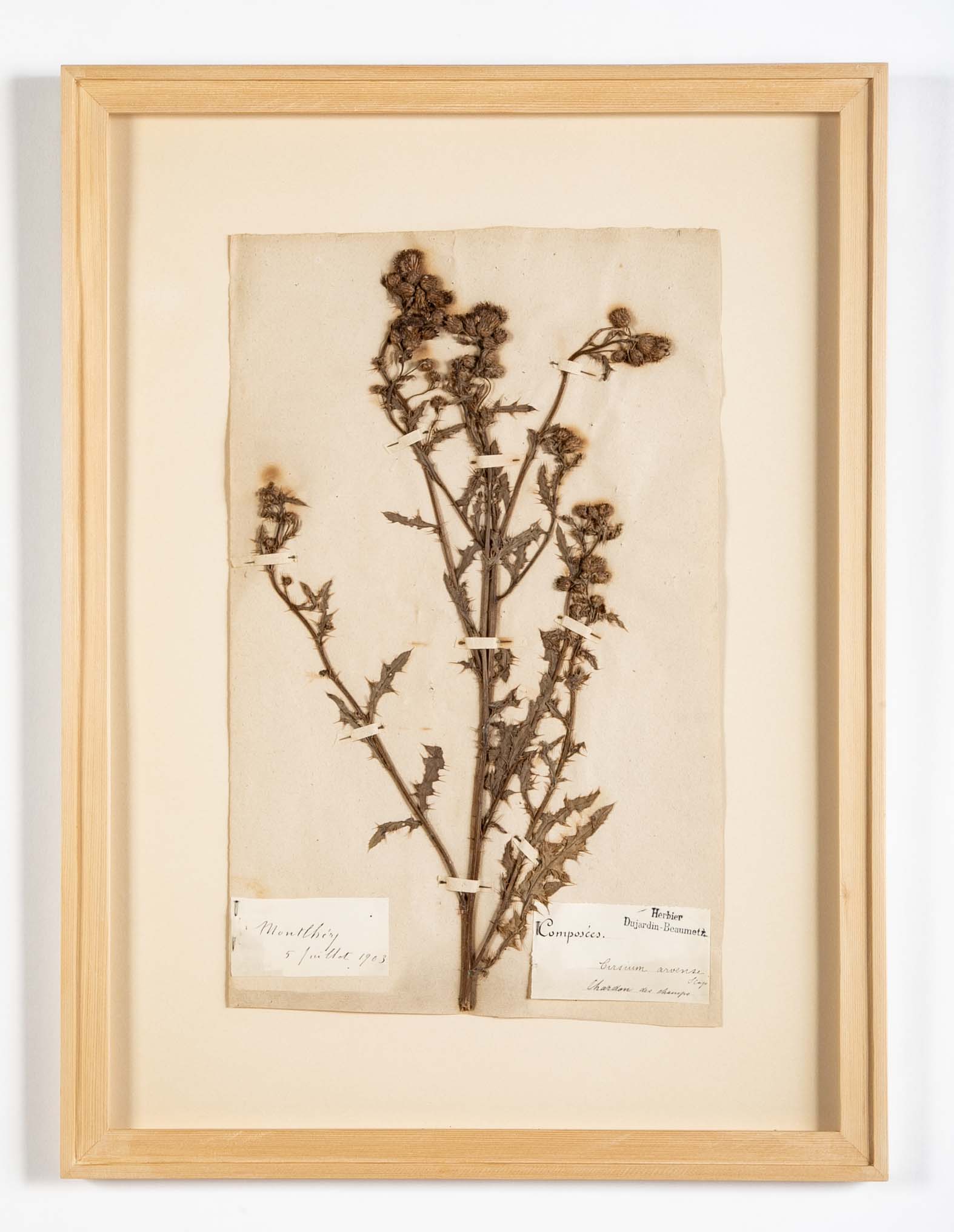 "A Collection of Dried British Grass Specimens" by W. Curtis & W. Salisbury