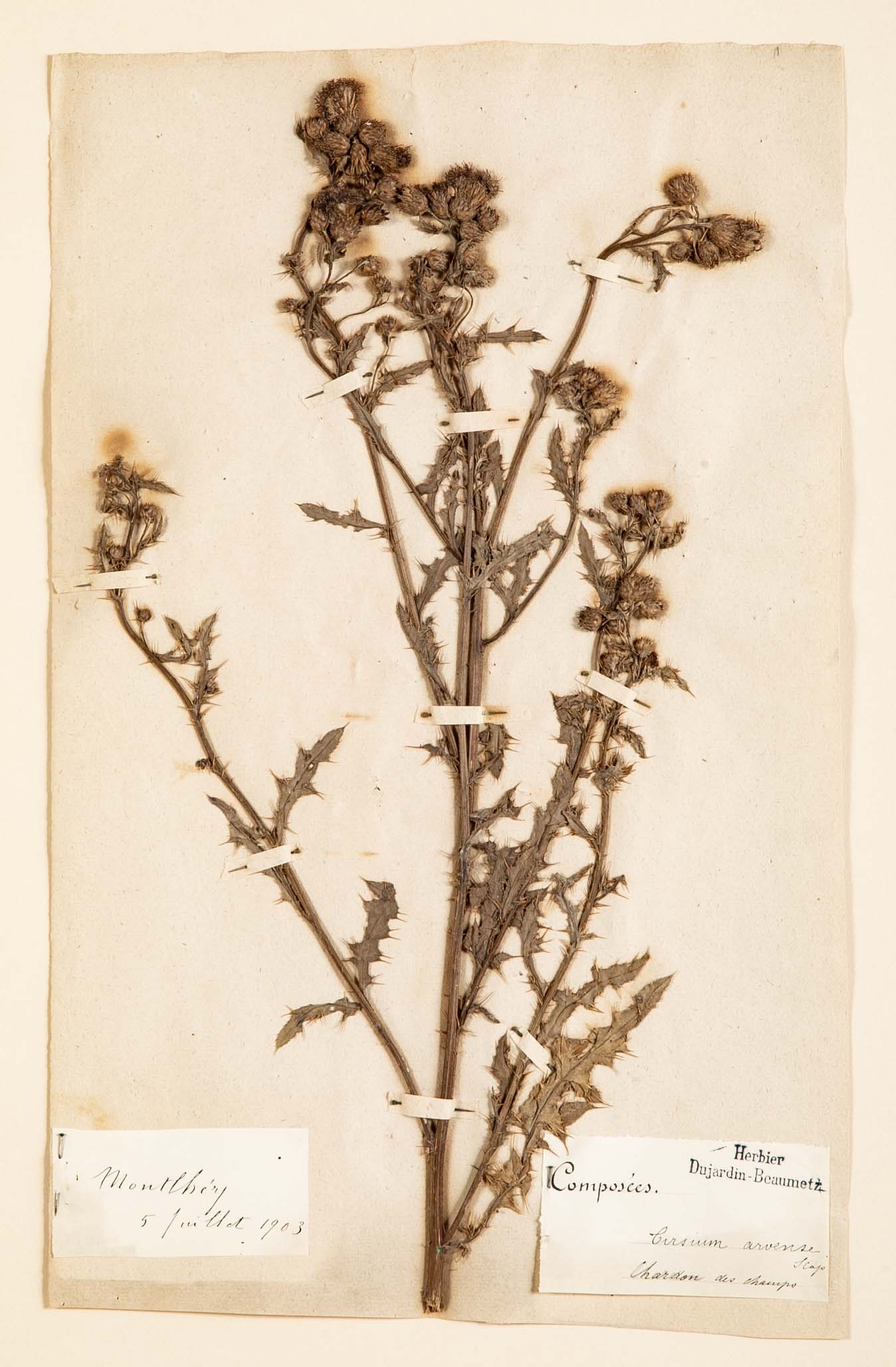 "A Collection of Dried British Grass Specimens" by W. Curtis & W. Salisbury