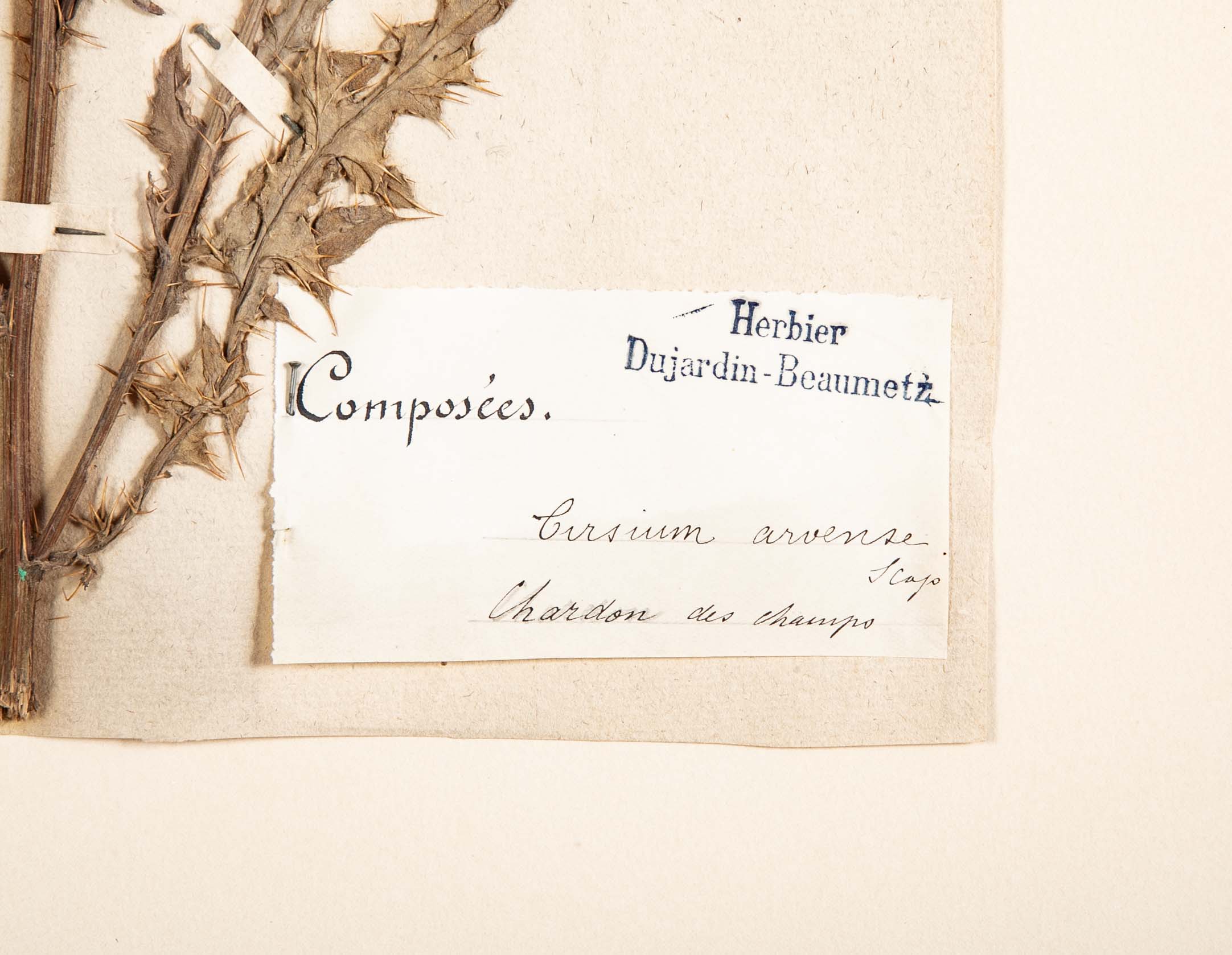 "A Collection of Dried British Grass Specimens" by W. Curtis & W. Salisbury