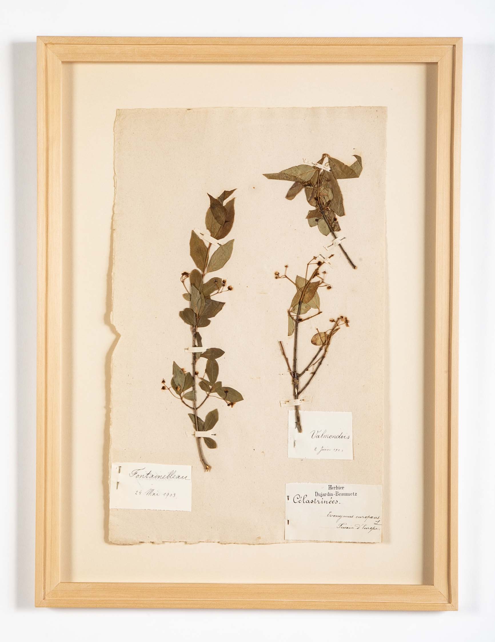 "A Collection of Dried British Grass Specimens" by W. Curtis & W. Salisbury