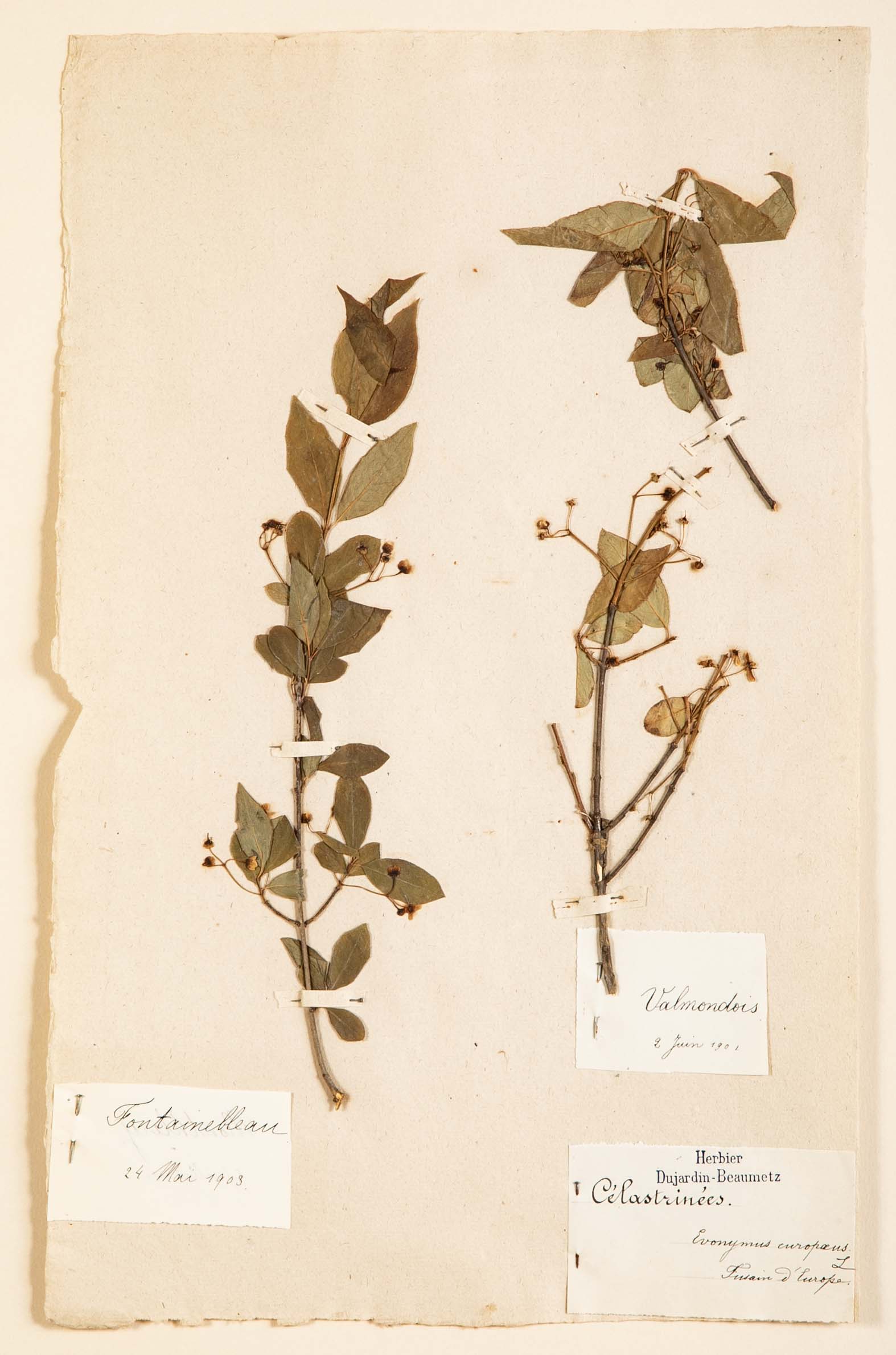 "A Collection of Dried British Grass Specimens" by W. Curtis & W. Salisbury