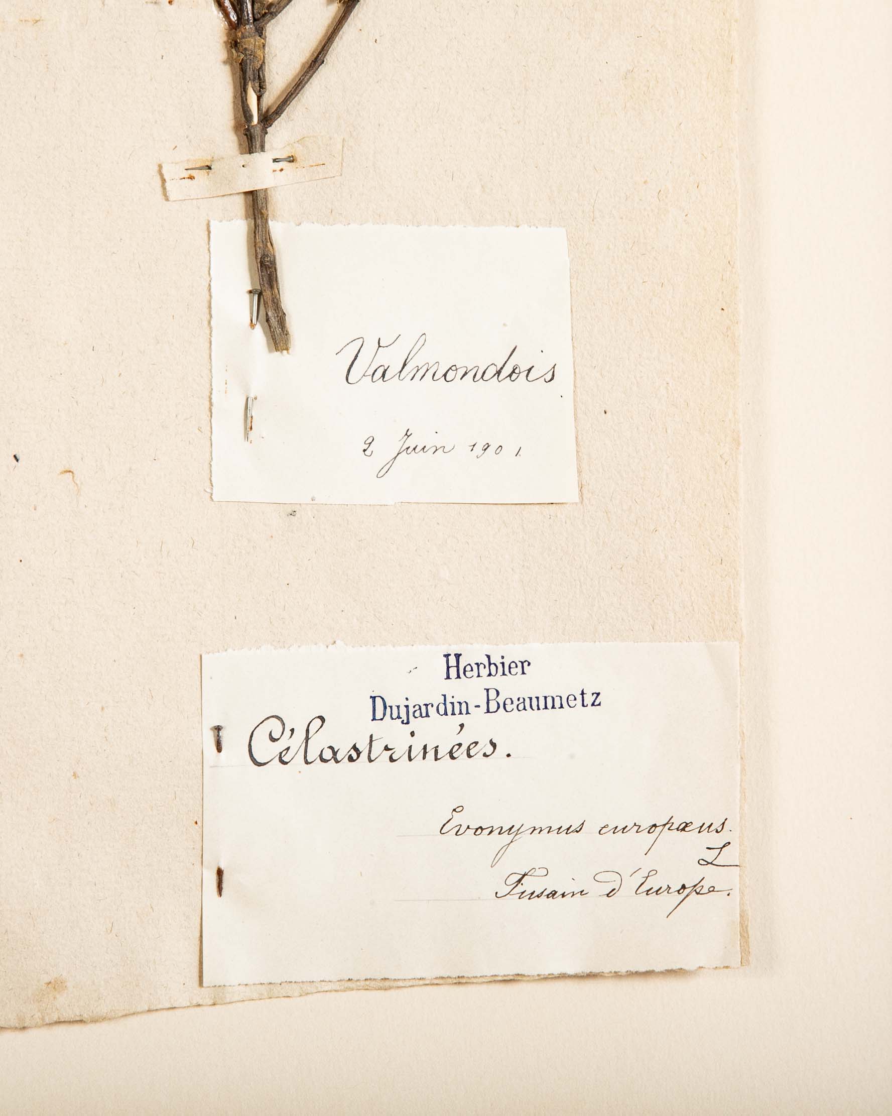 "A Collection of Dried British Grass Specimens" by W. Curtis & W. Salisbury