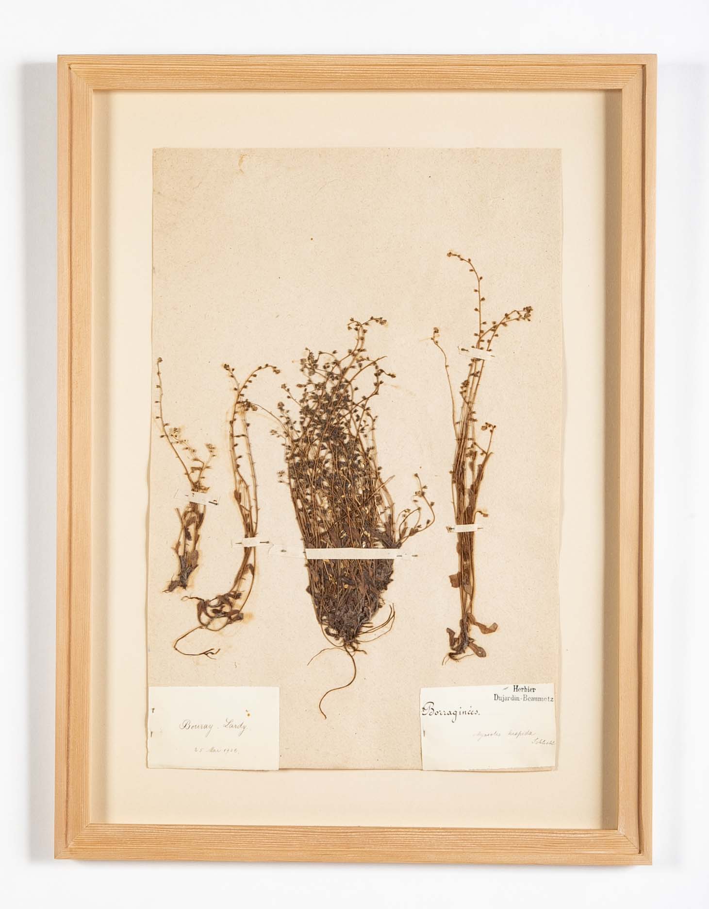 "A Collection of Dried British Grass Specimens" by W. Curtis & W. Salisbury